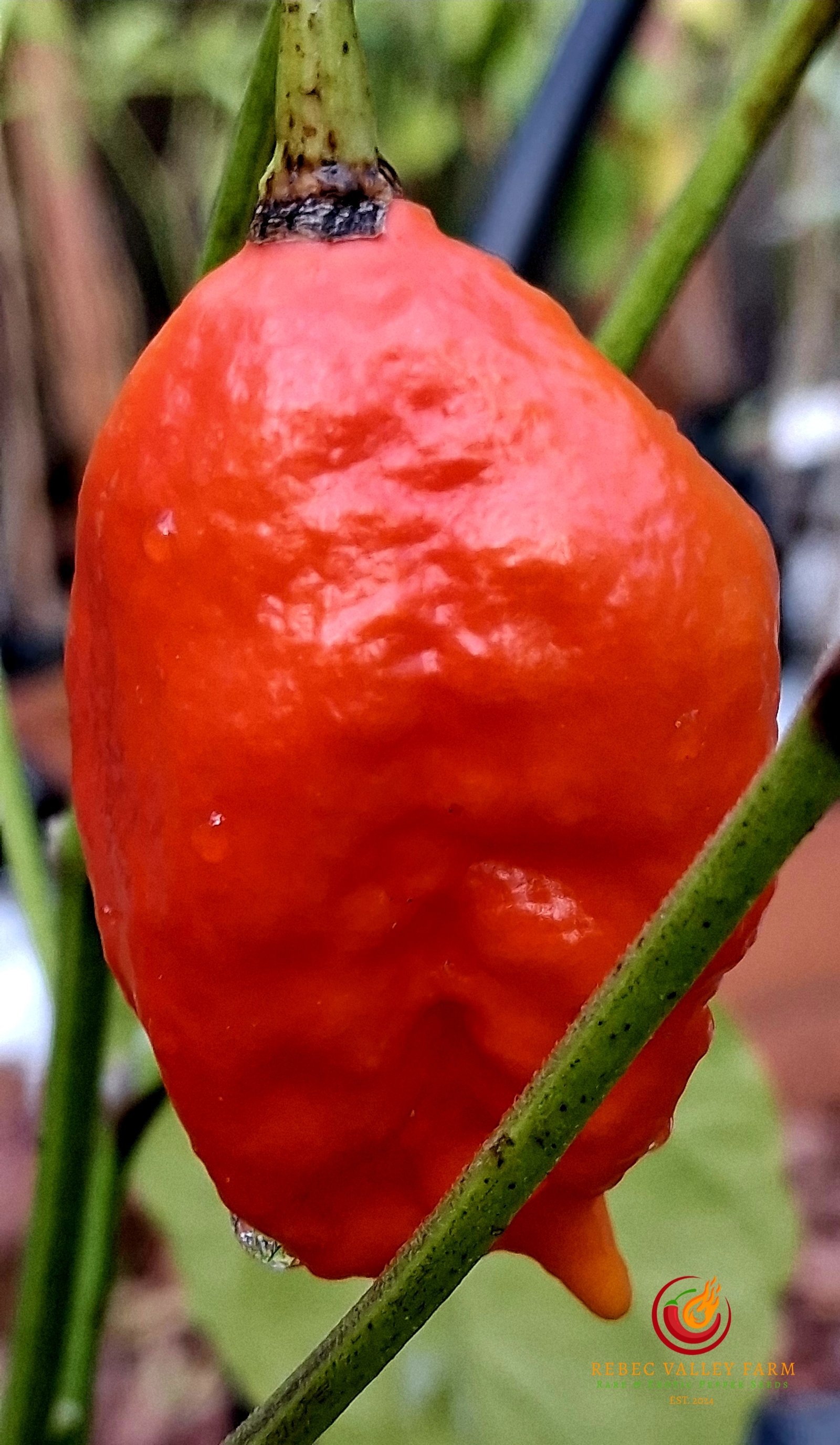 Ghost (Bhut Jolokia) Pepper - Image 2
