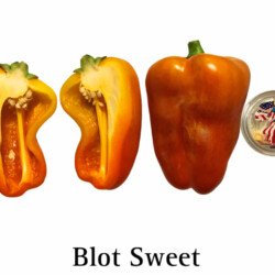 Blot (klyaksa) Pepper Seeds