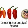 Ghost (Bhut Jolokia) Pepper