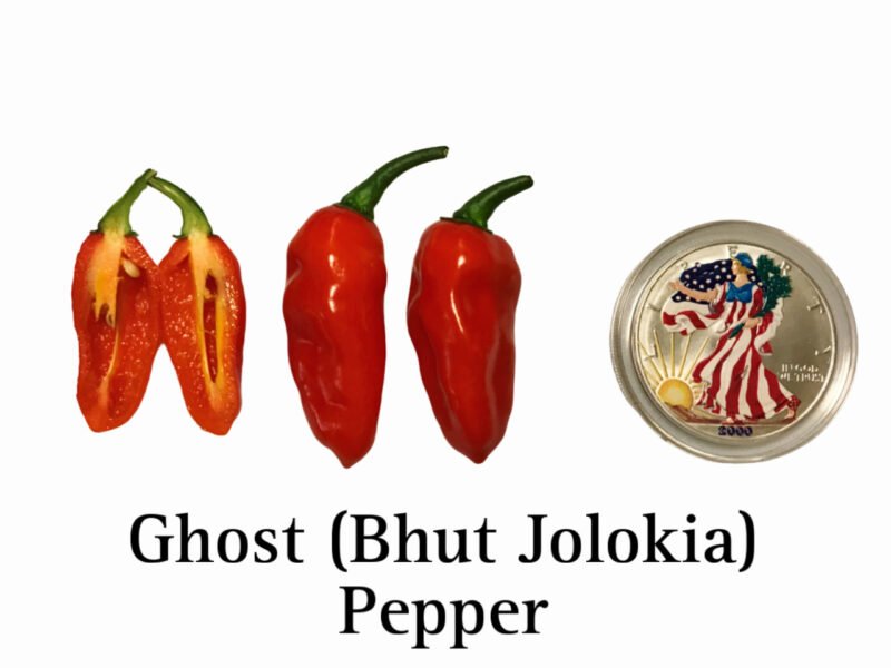 Ghost (Bhut Jolokia) Pepper