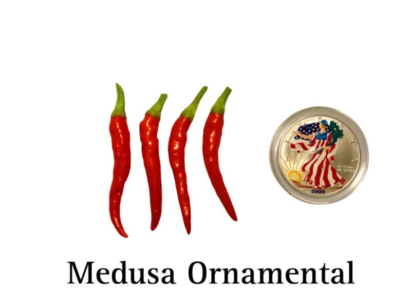 Medusa Ornamental Pepper