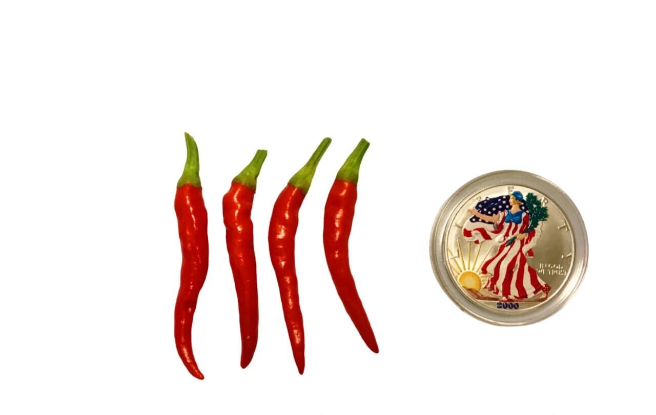 Medusa Ornamental Pepper