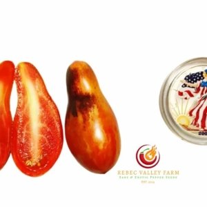 Pink Panther Dwarf Tomato