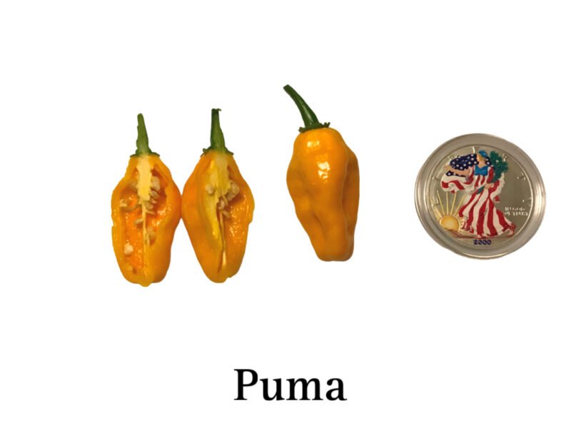 Puma Pepper