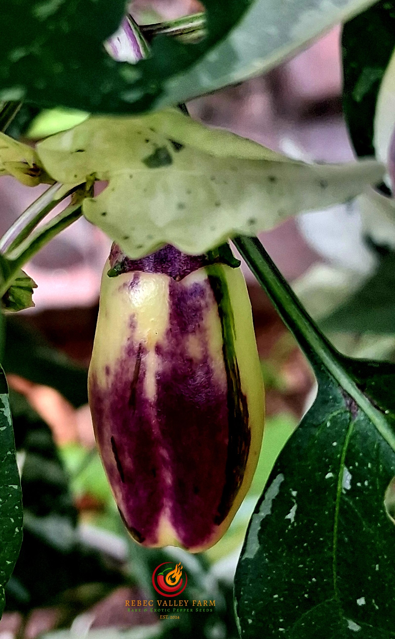 Candy Cane Pepper, Variegated - Image 6