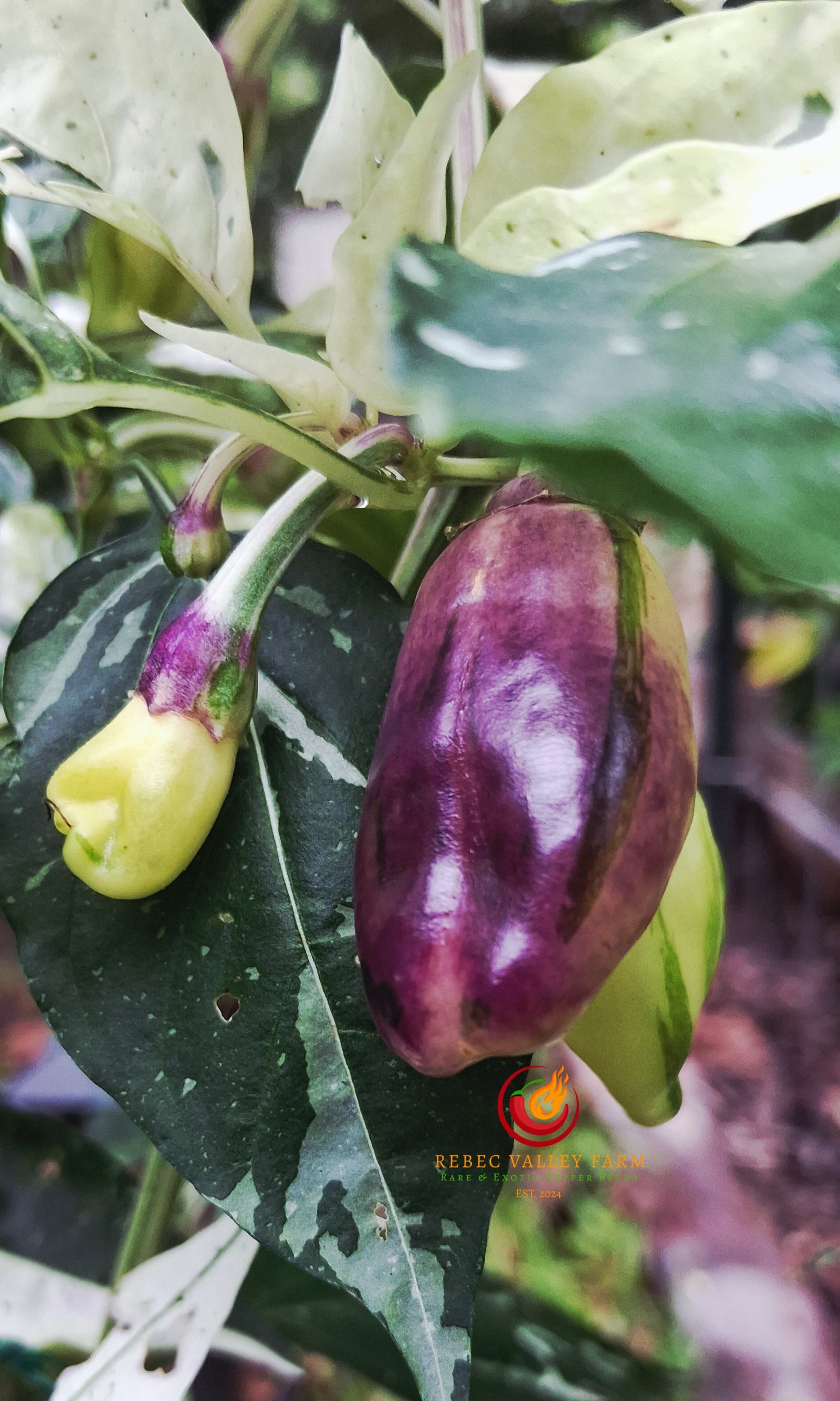 Candy Cane Pepper, Variegated - Image 7