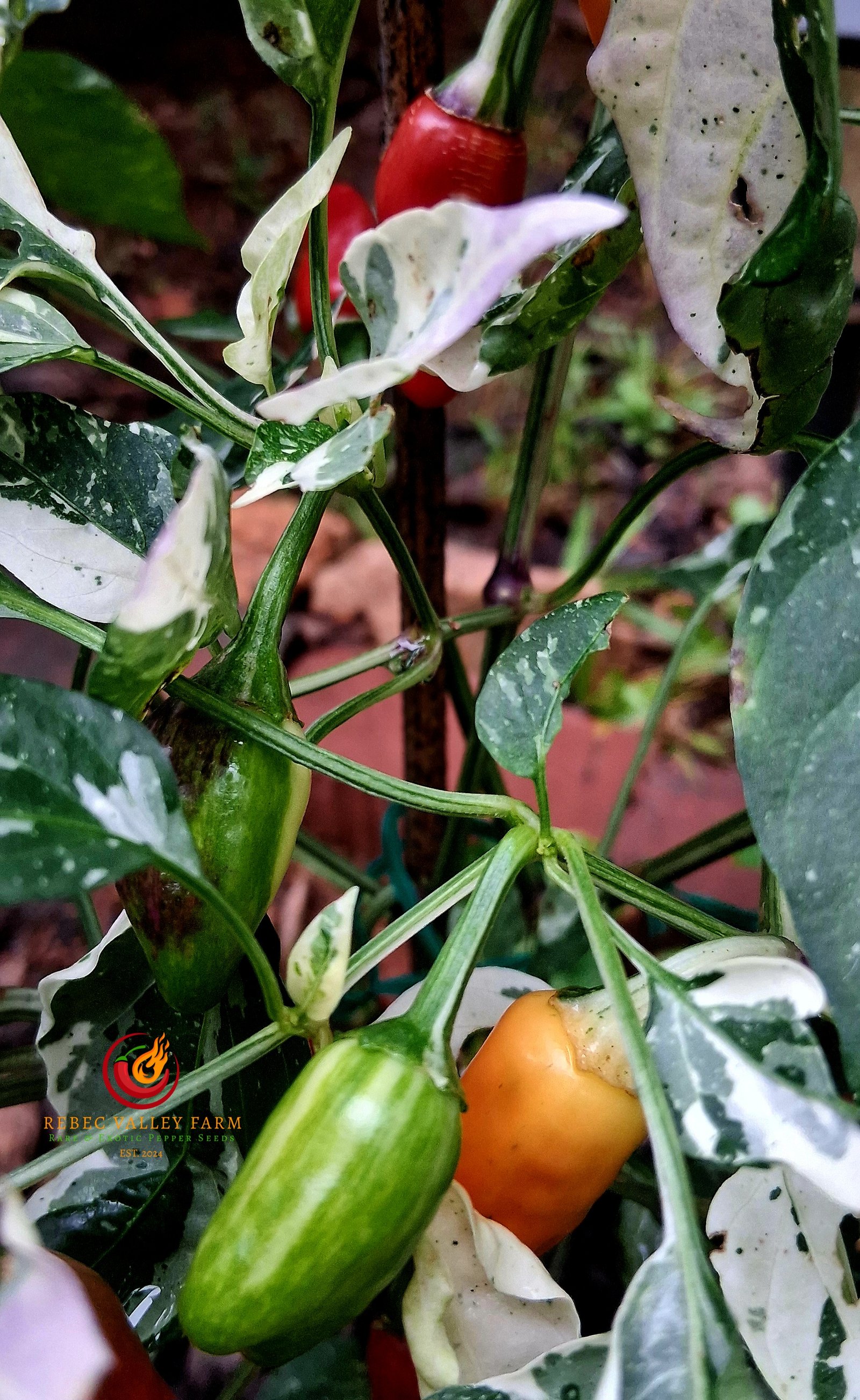 Candy Cane Pepper, Variegated - Image 8