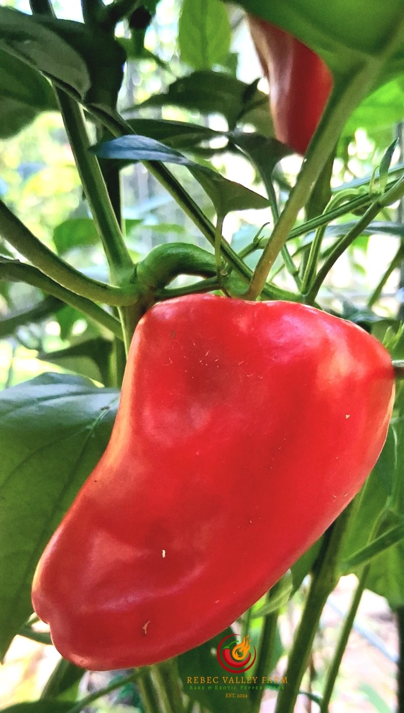 Leutschauer Paprika Pepper - Image 3