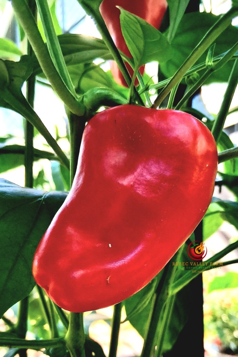 Leutschauer Paprika Pepper - Image 2
