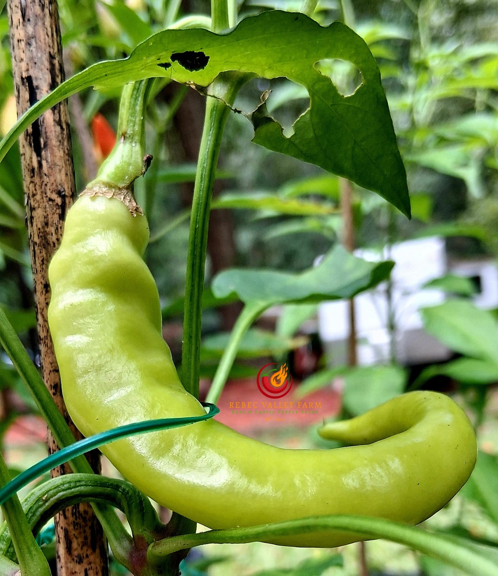 Aci Sivri Kil Pepper - Image 4