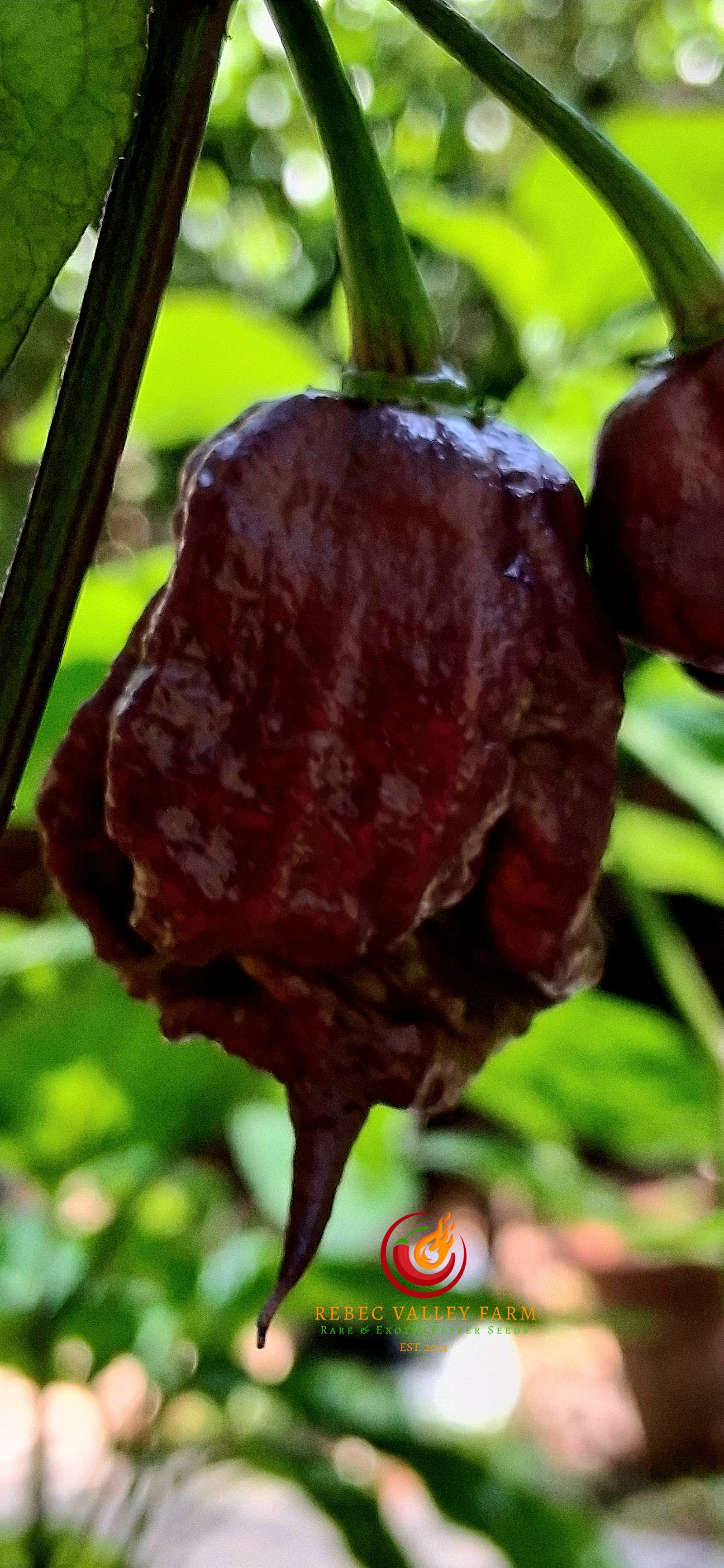 Purple Death Pepper - Image 12