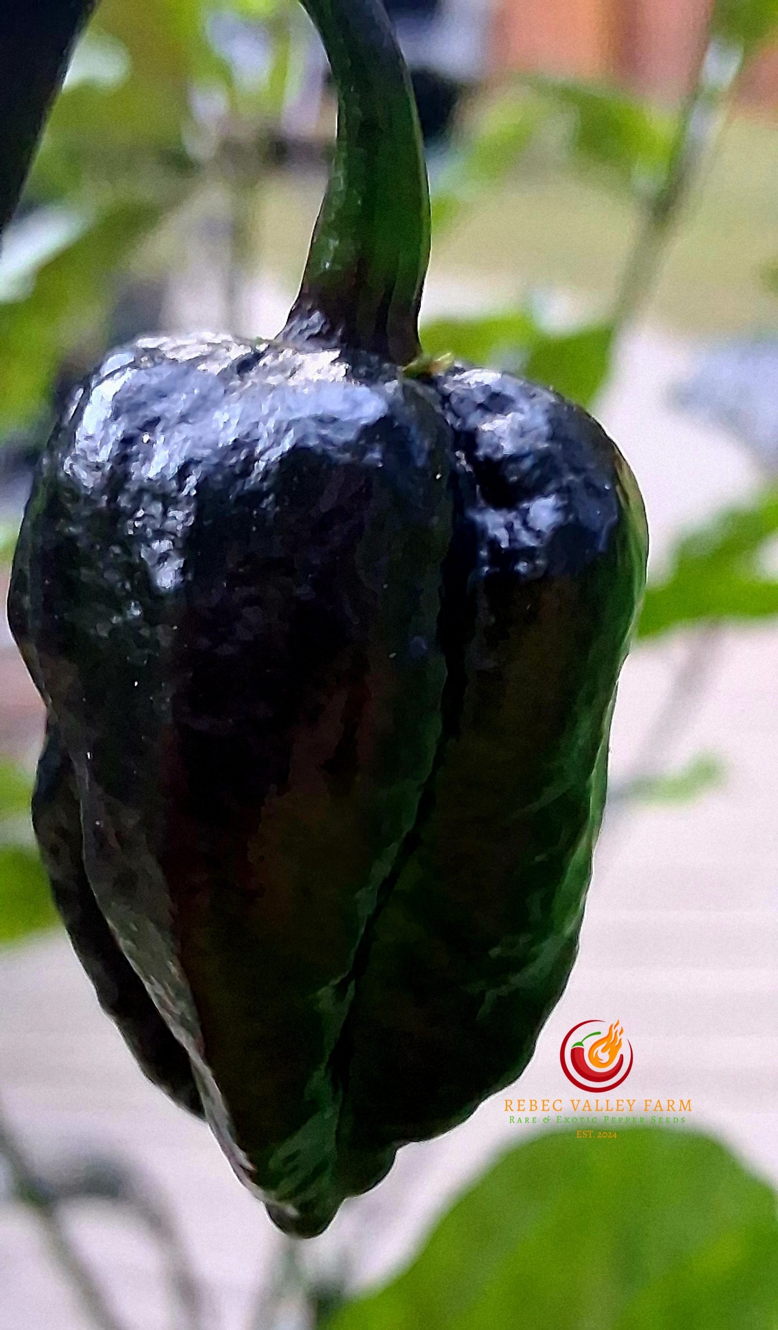 Pockmark Orange Pepper - Image 7