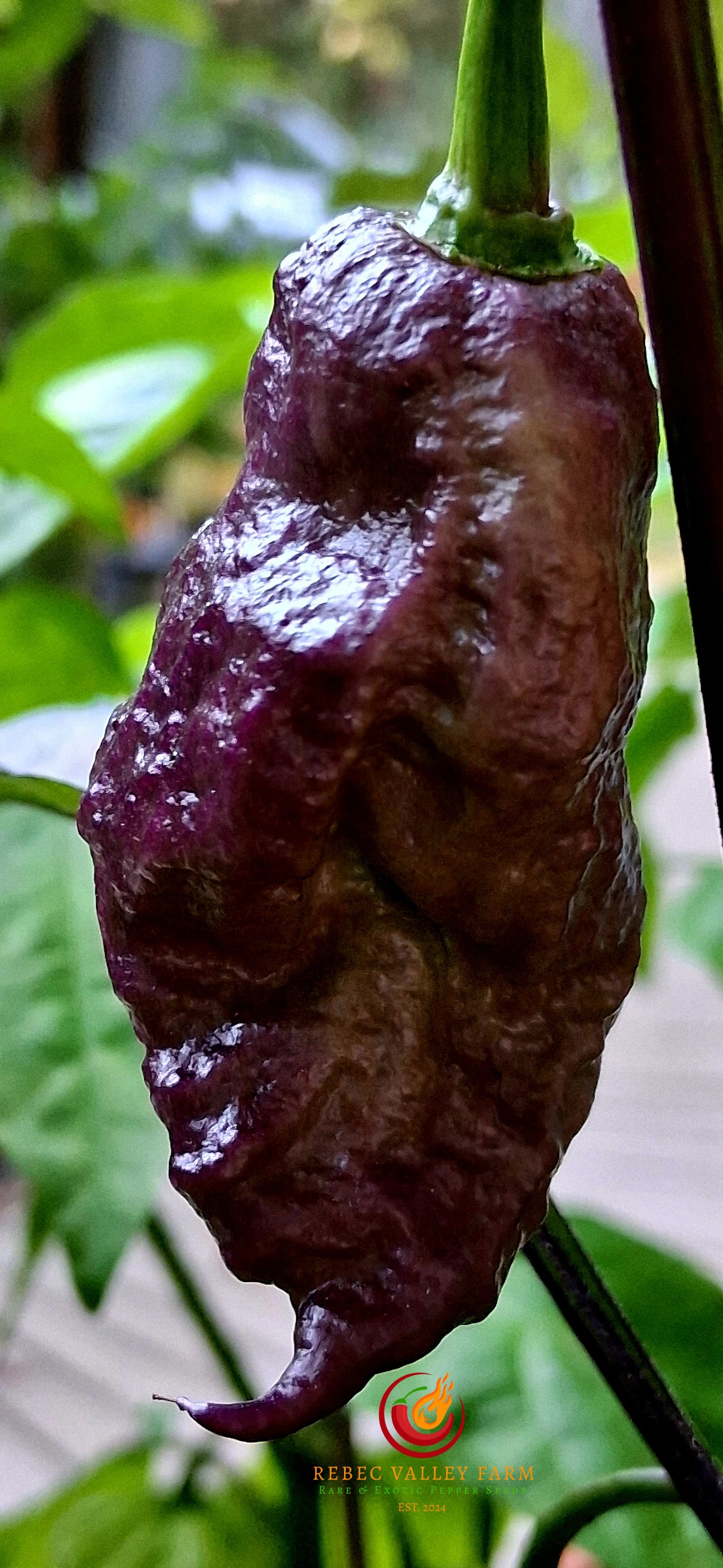 Purple Death Pepper - Image 11