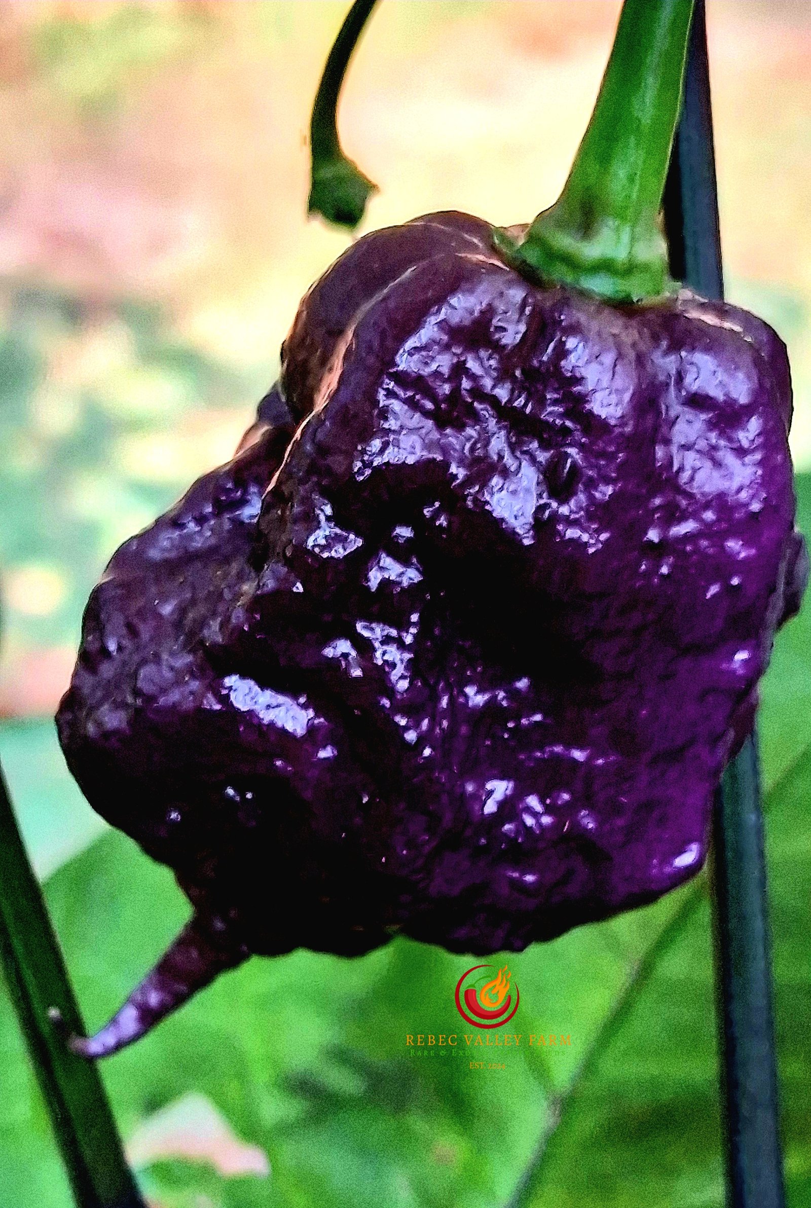 Purple Death Pepper - Image 10