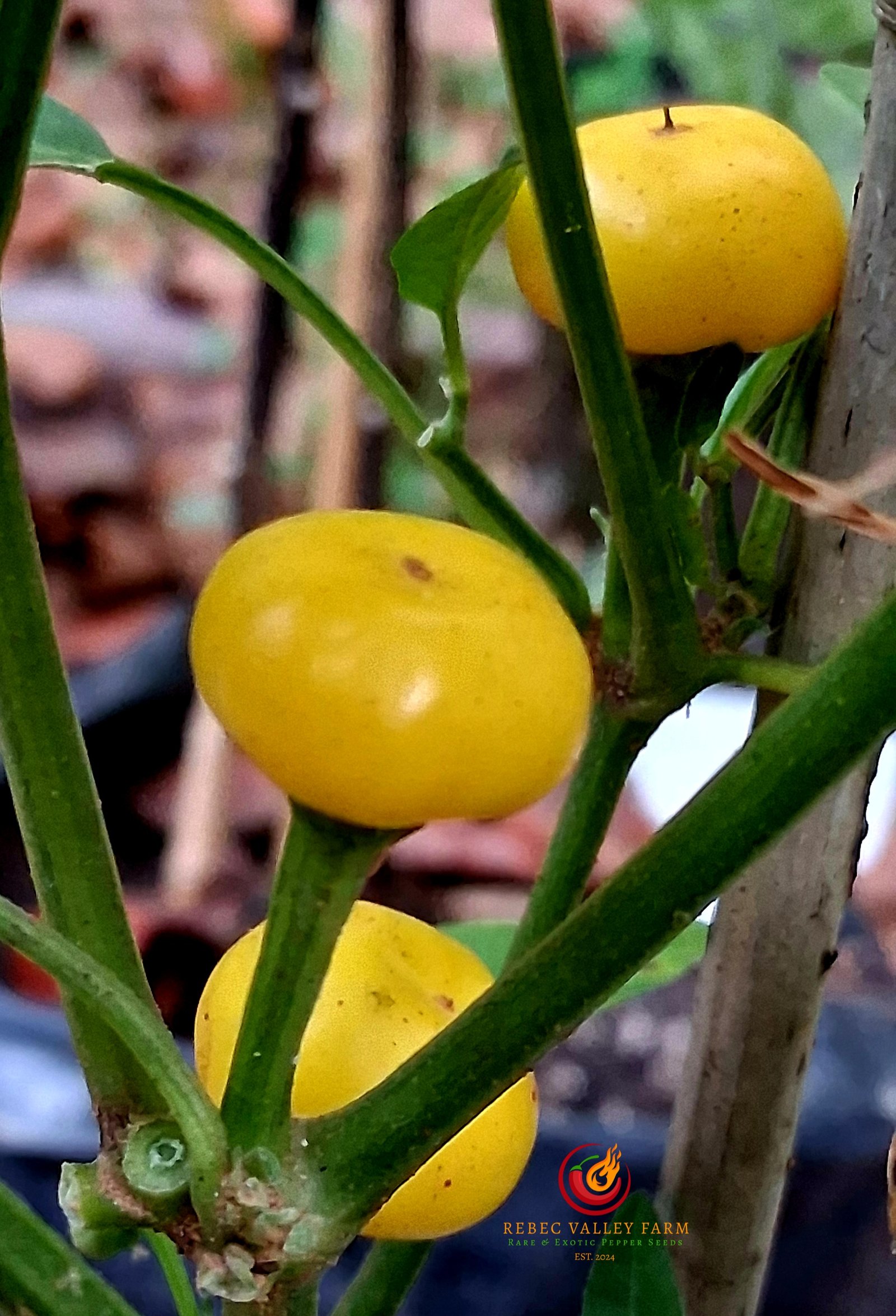 Aji Charapita XL Pepper - Image 4
