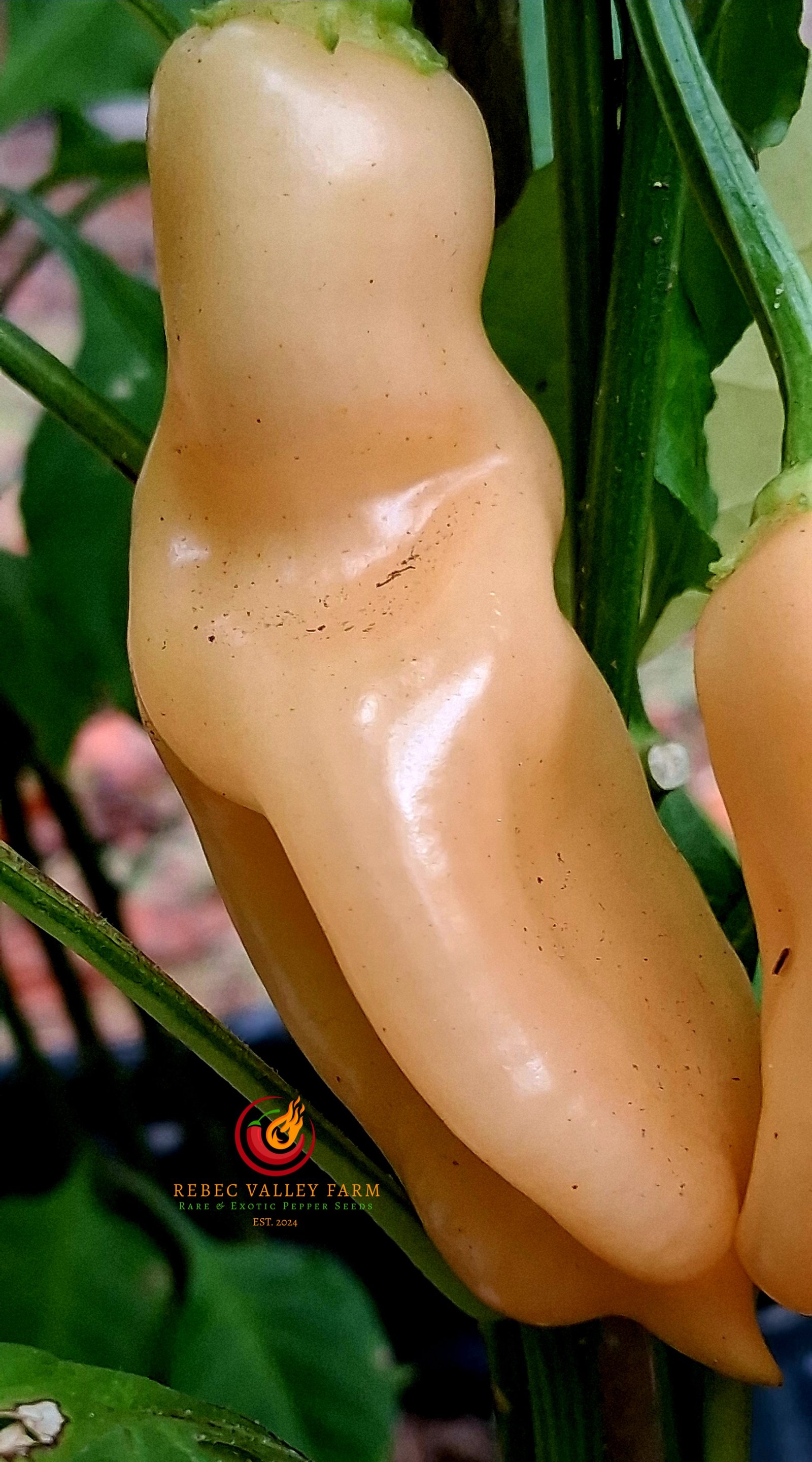 Sugar Rush Peach Pepper - Image 6