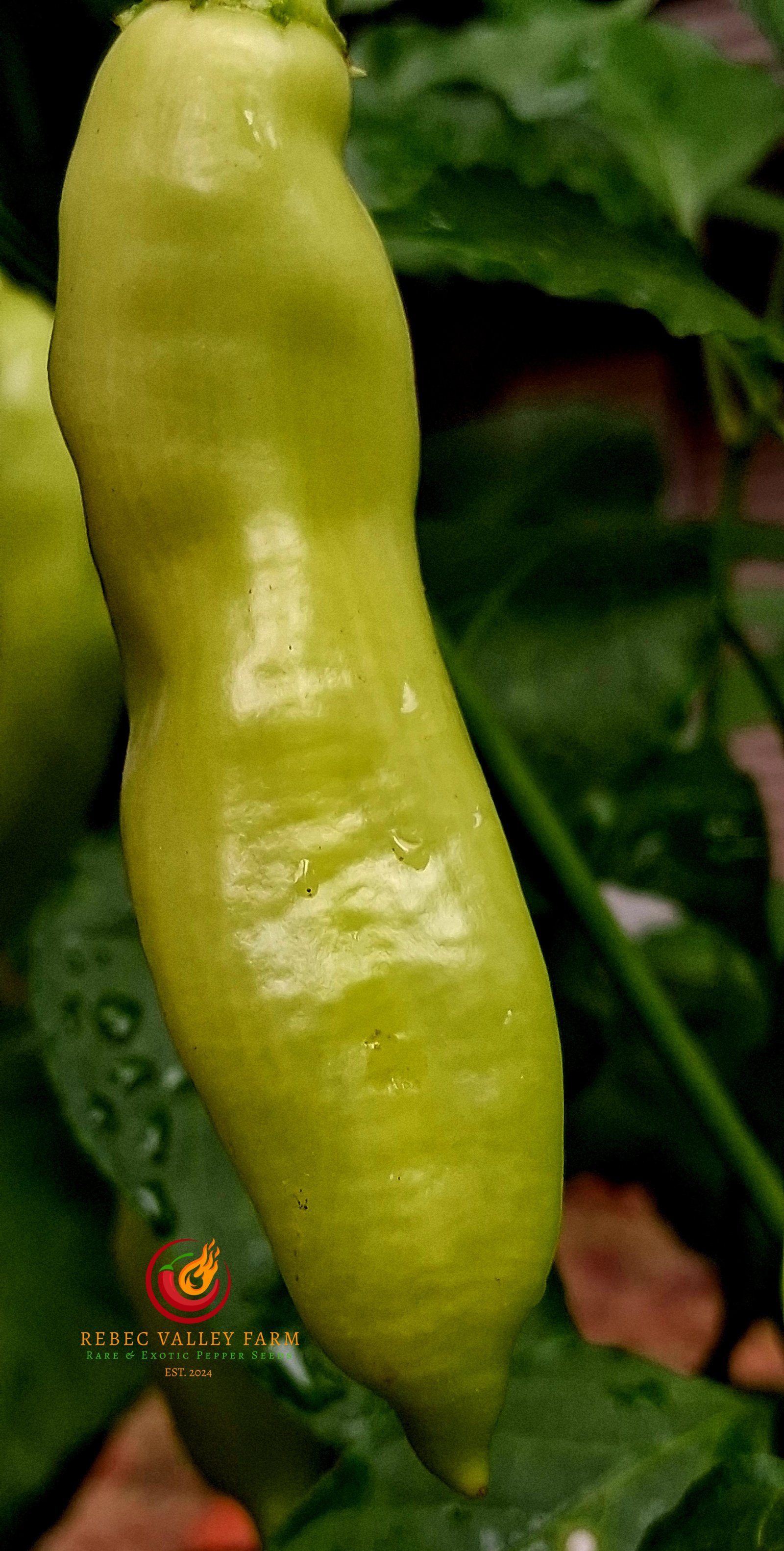 Sugar Rush Peach Pepper - Image 5