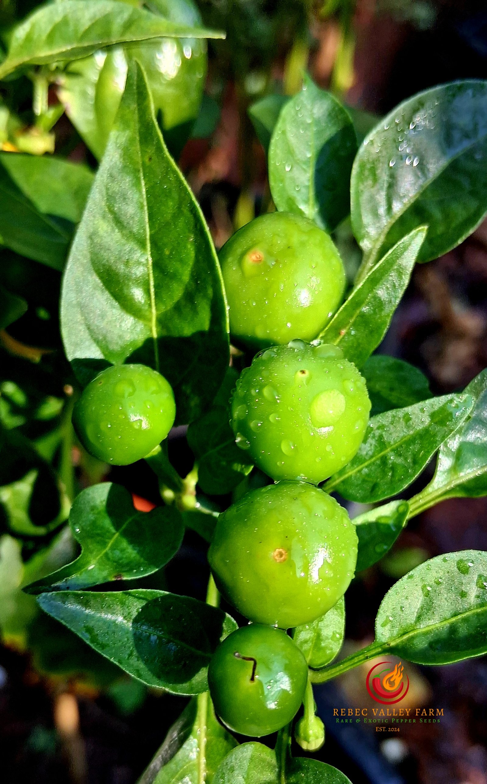 Aji Charapita XL Pepper - Image 2