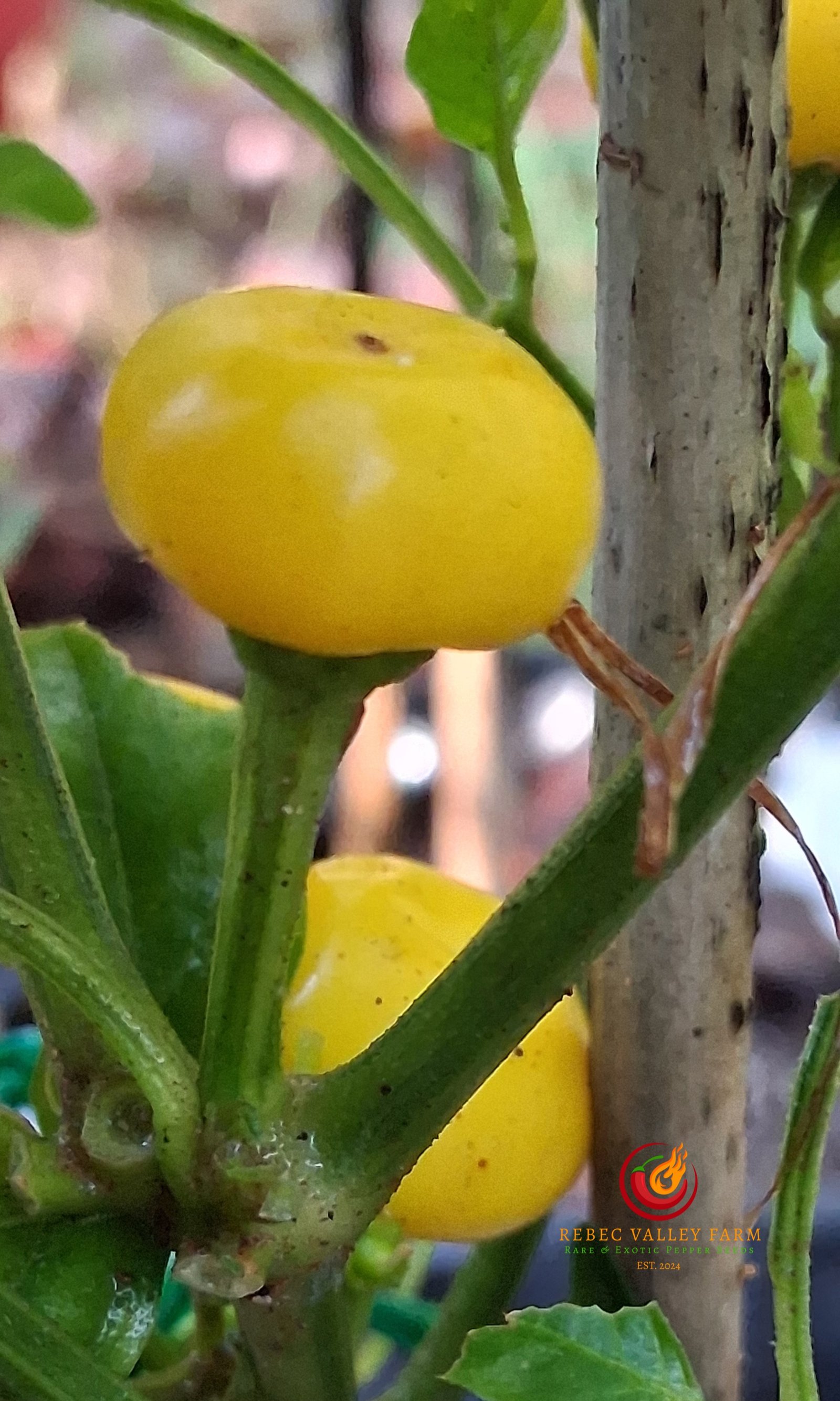Aji Charapita XL Pepper - Image 3