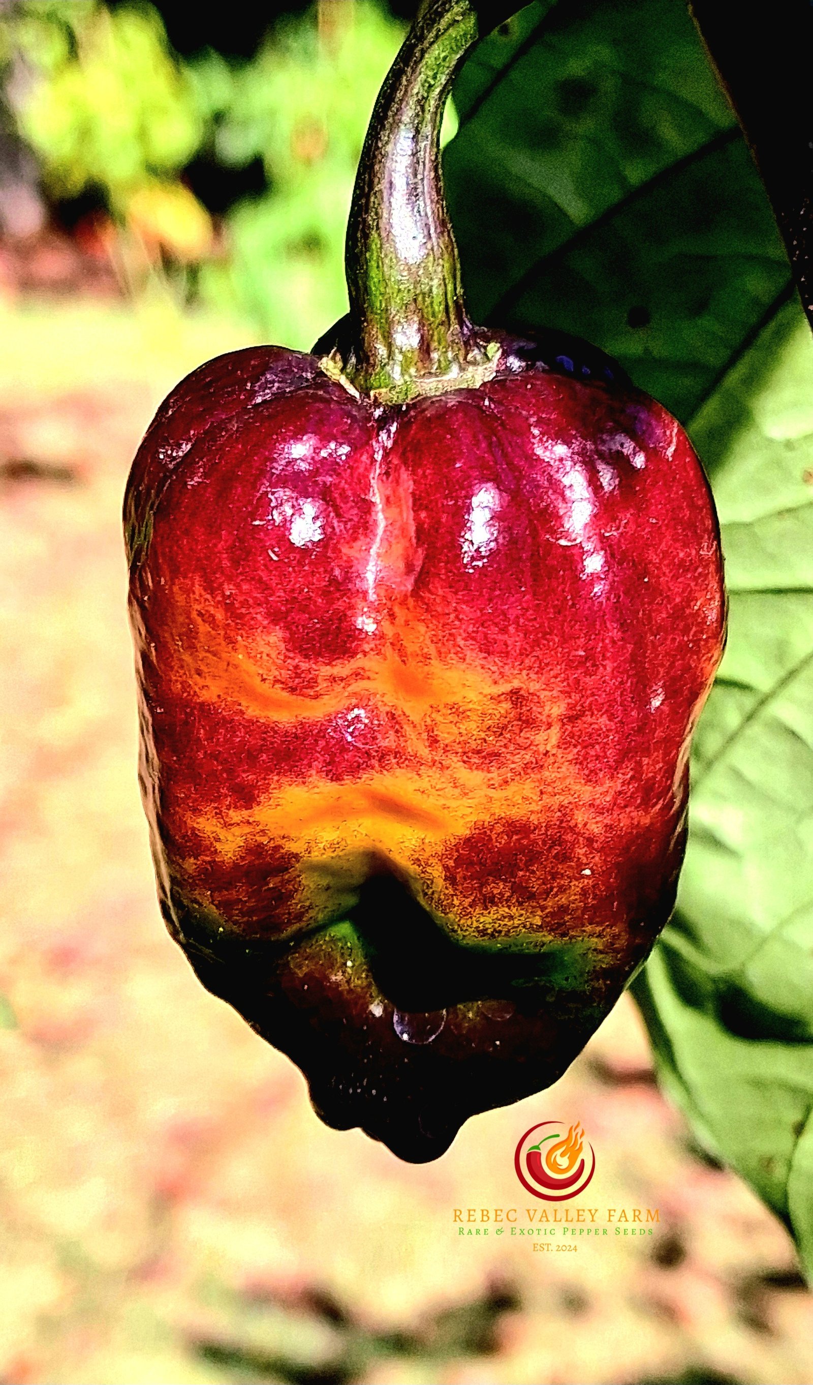 Pockmark Orange Pepper - Image 6