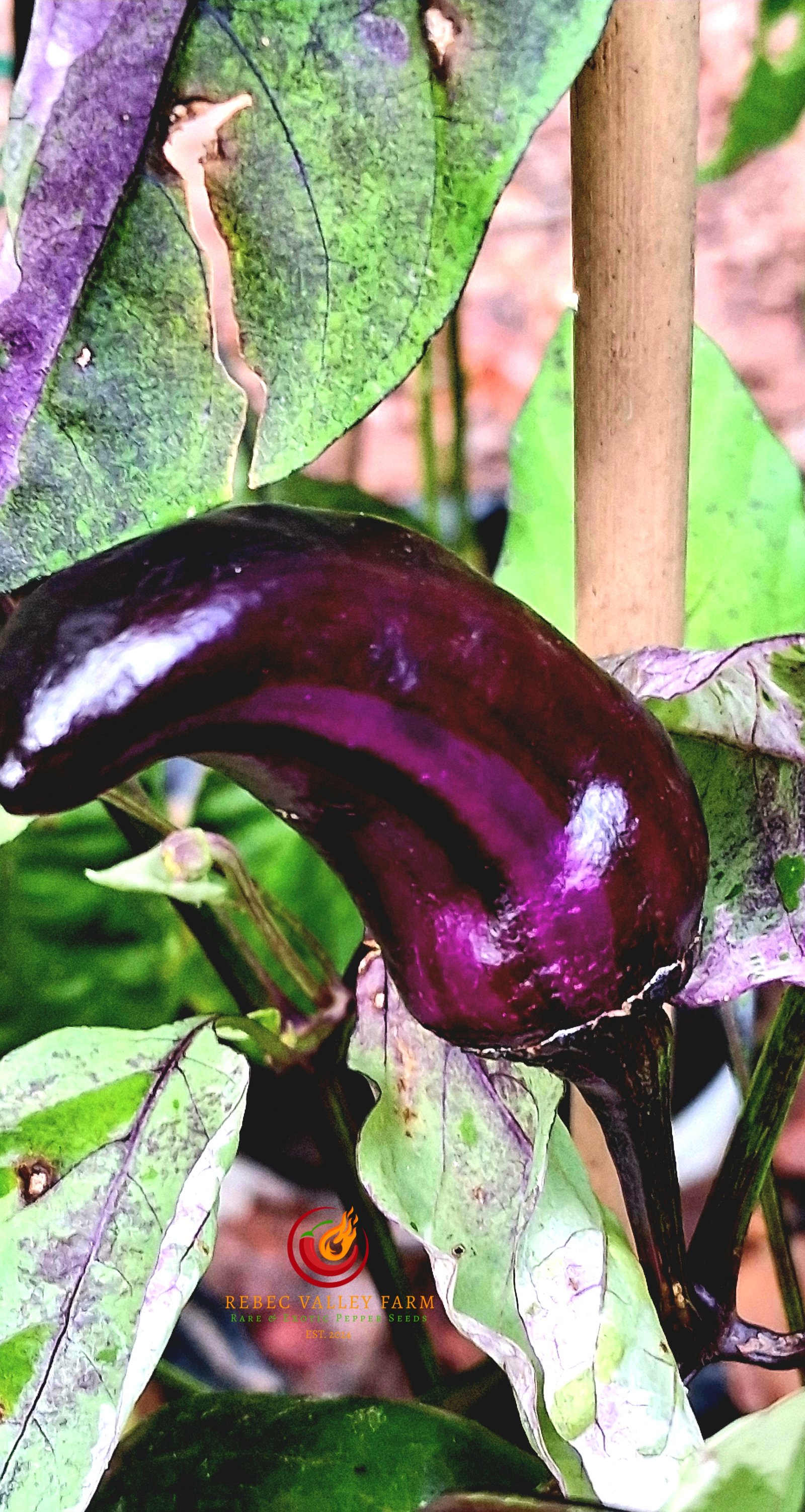 Tiger Jalapeno Pepper - Image 5