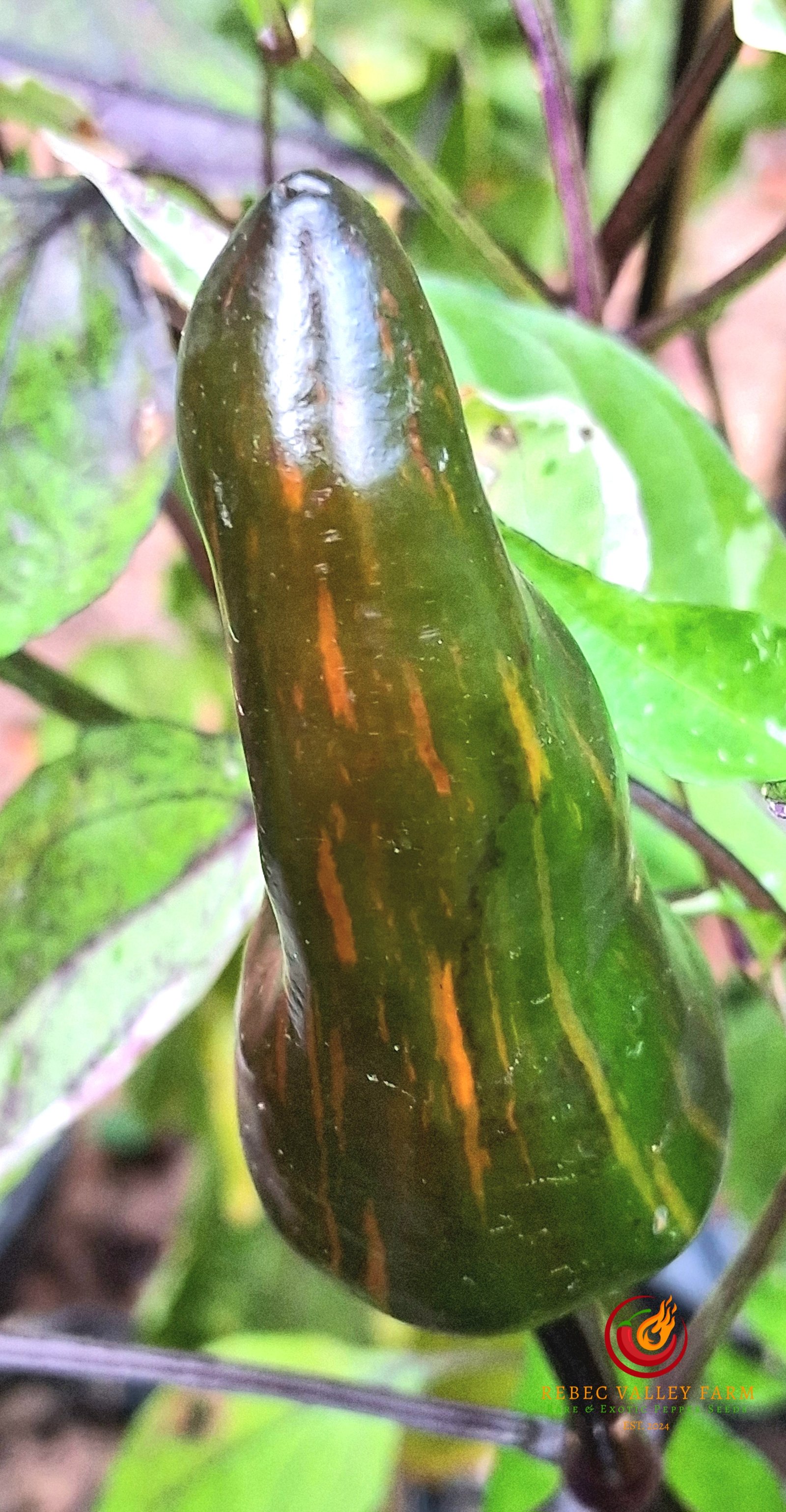 Tiger Jalapeno Pepper - Image 6