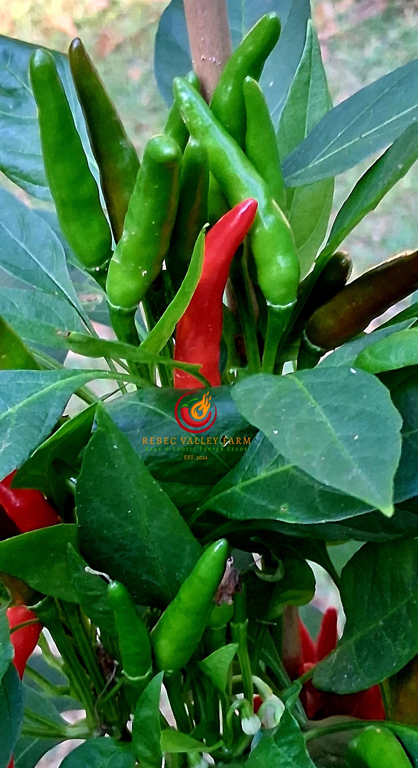 Facing Heaven Pepper - Image 5