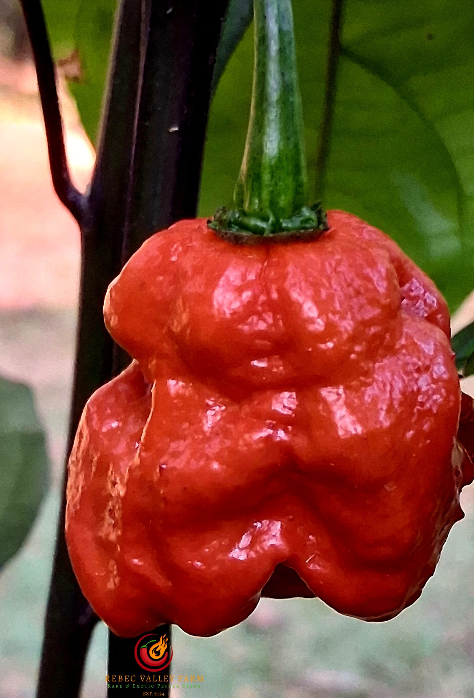 Purple Death Pepper - Image 9