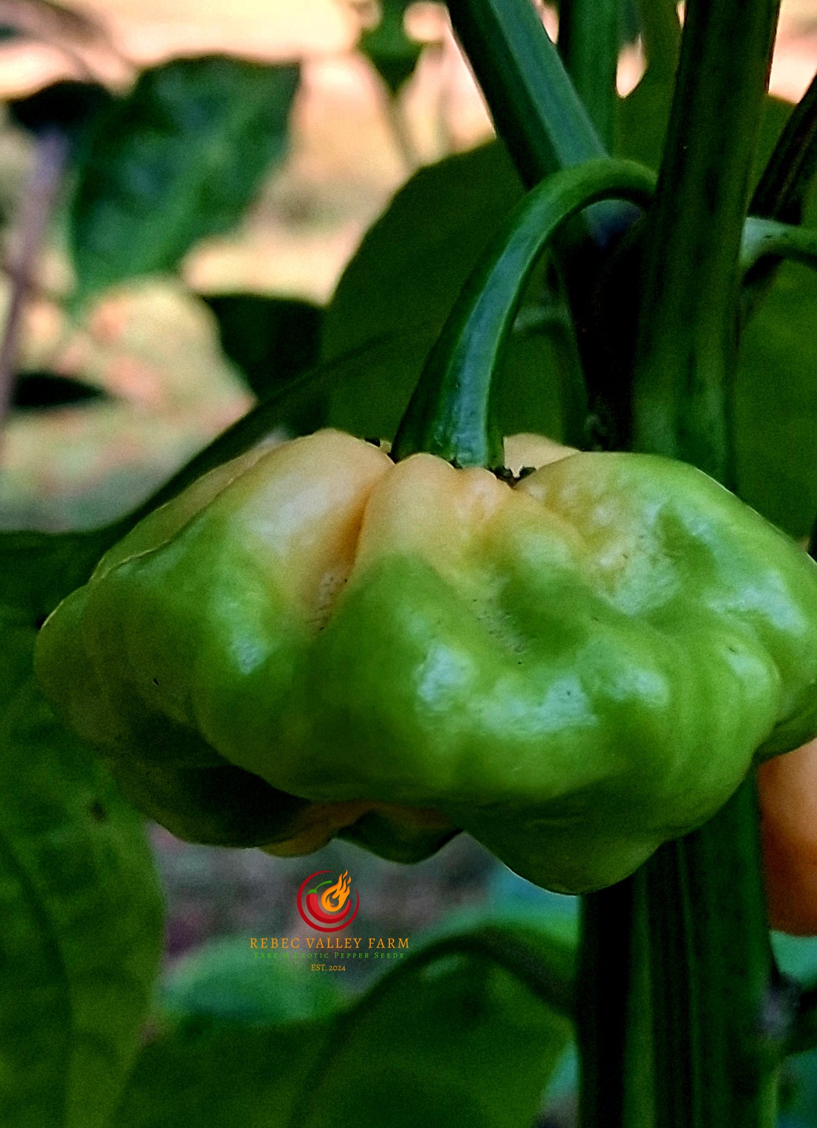 Goat Brains Pepper - Image 2