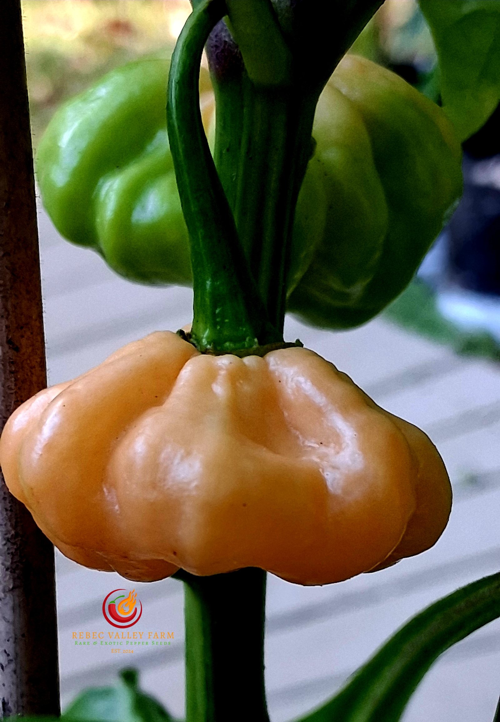 Goat Brains Pepper - Image 3