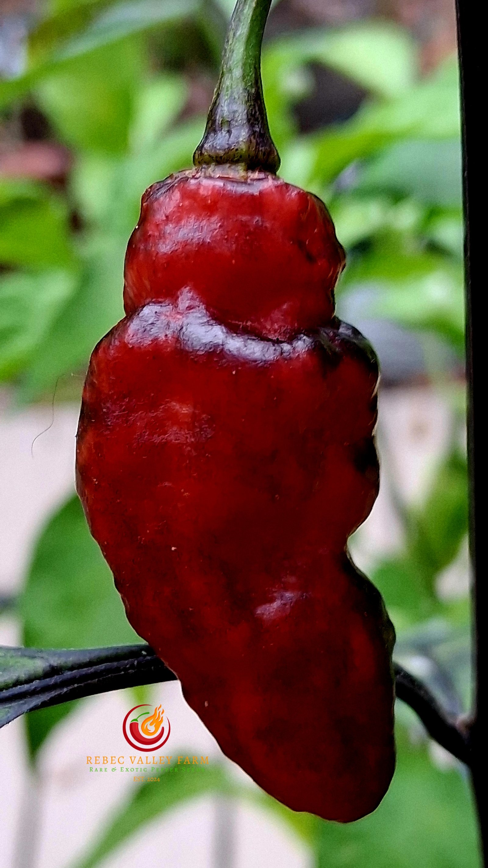 Piment Leopard Pepper - Image 4