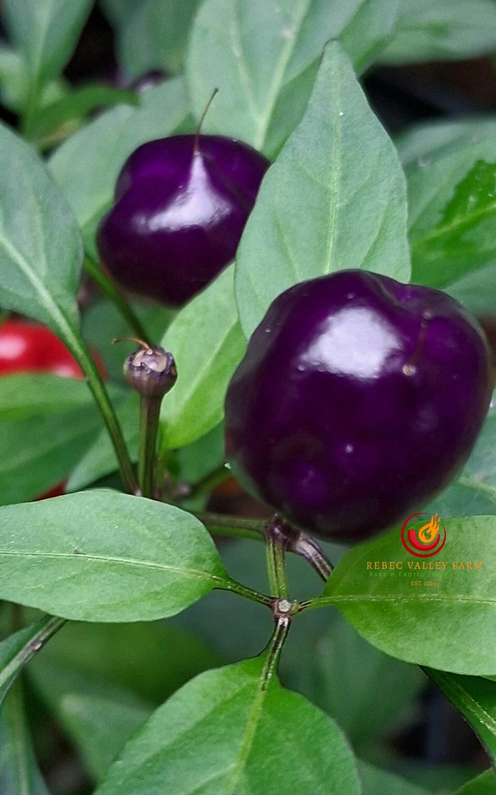 Purple Pumpkin Pepper - Image 4