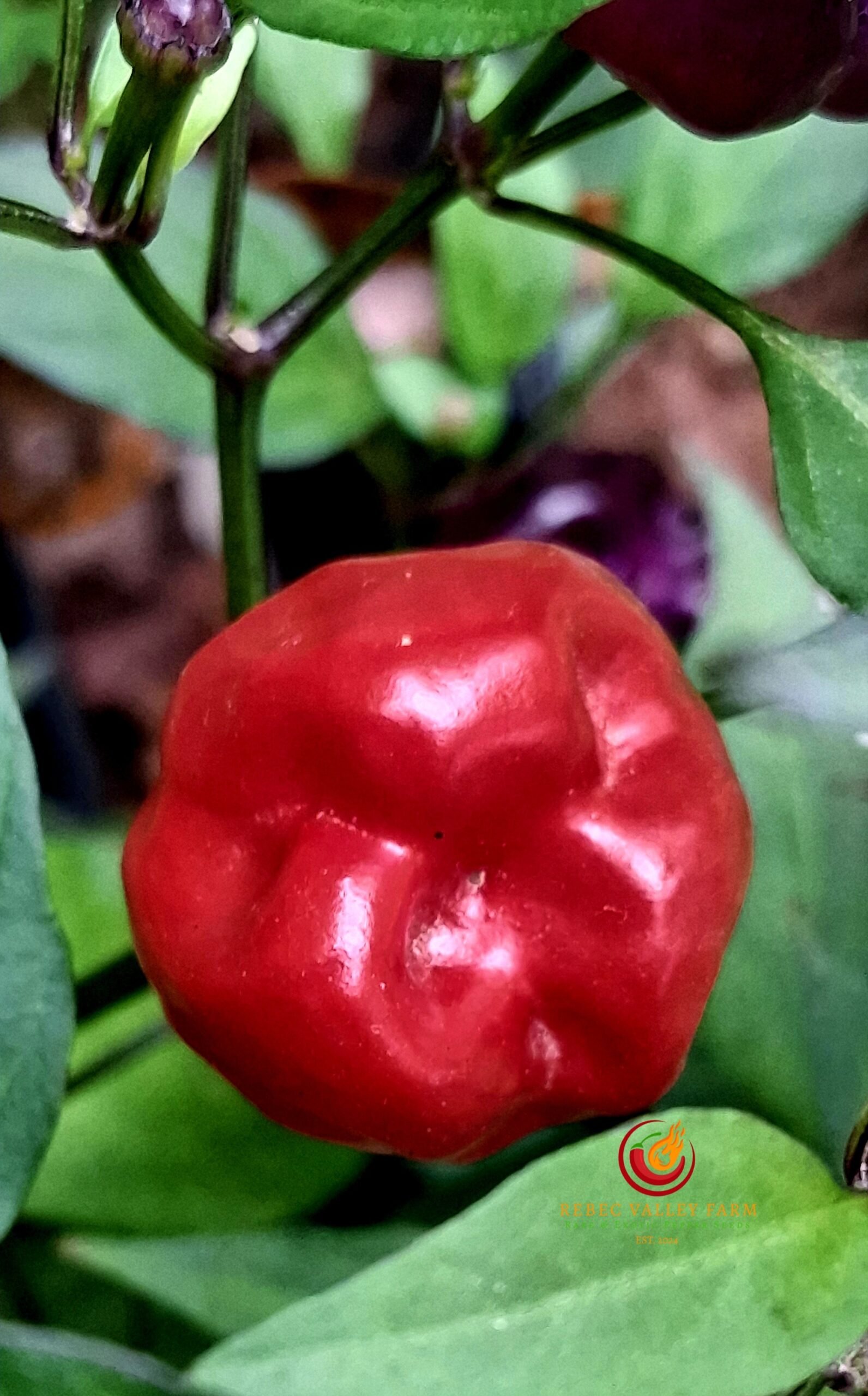 Purple Pumpkin Pepper - Image 3