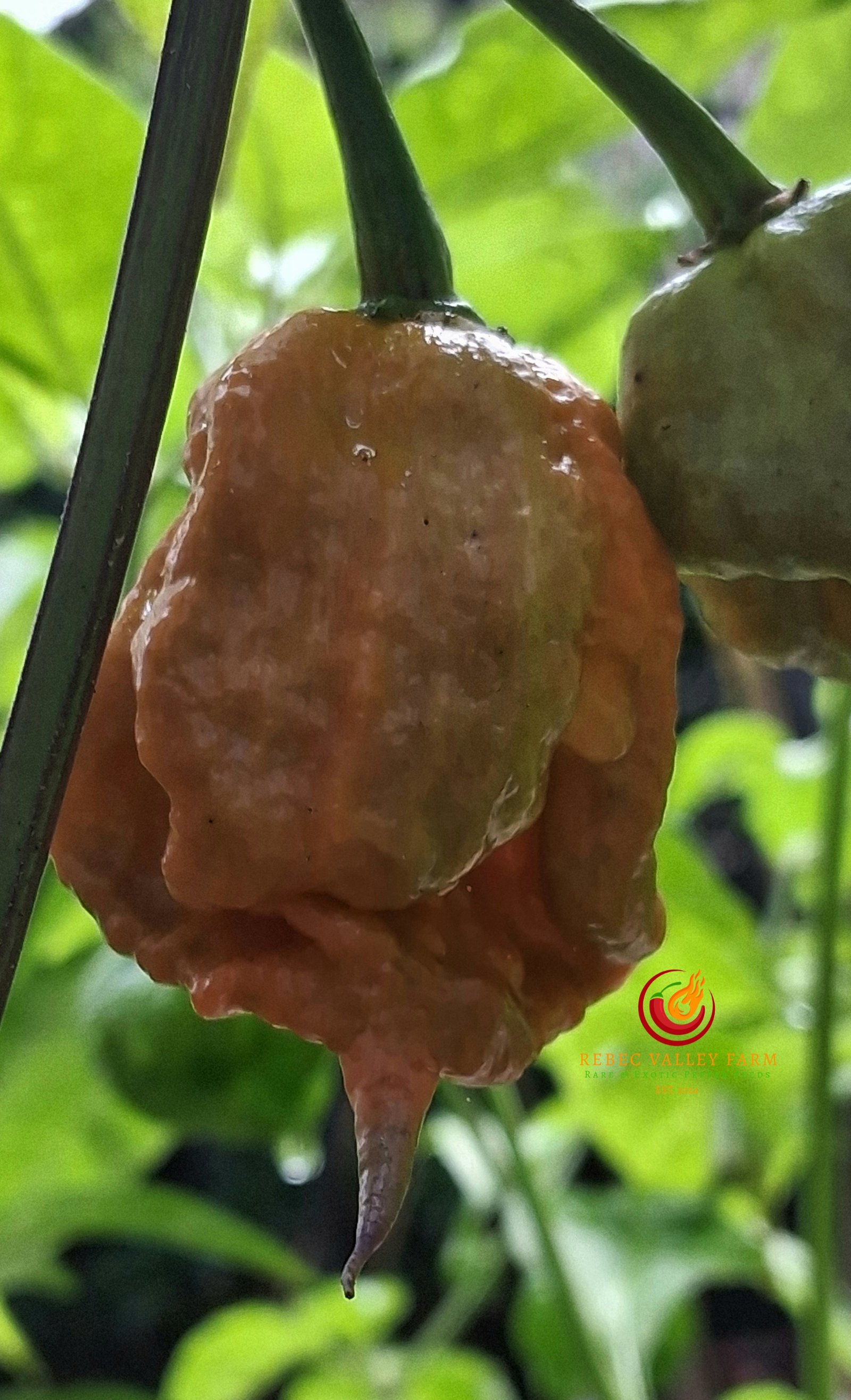 Purple Death Pepper - Image 5