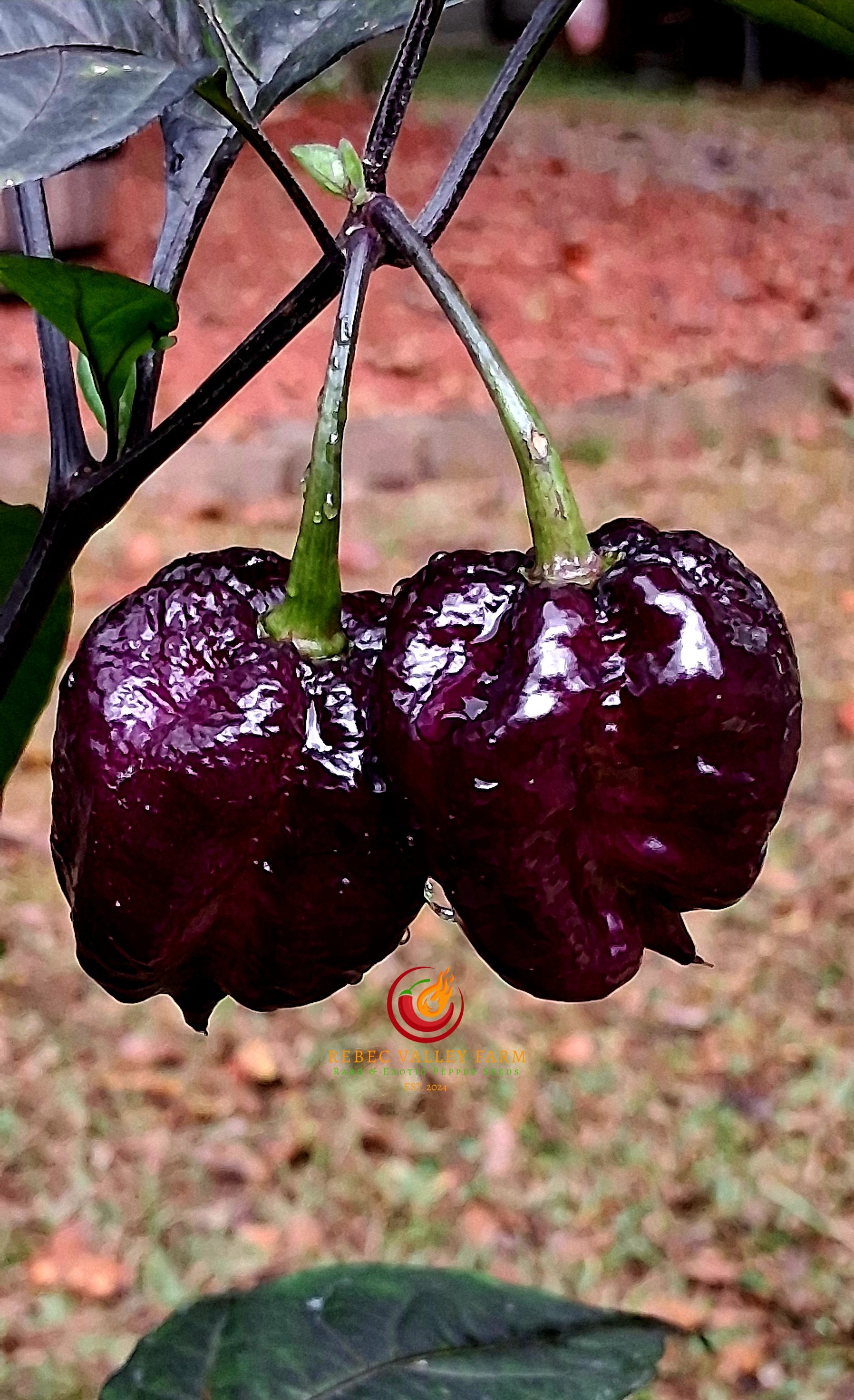 Orion Pepper - Image 4