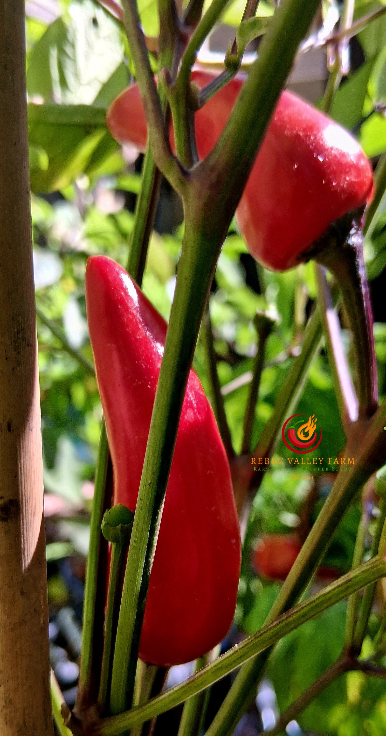 Tiger Jalapeno Pepper - Image 3