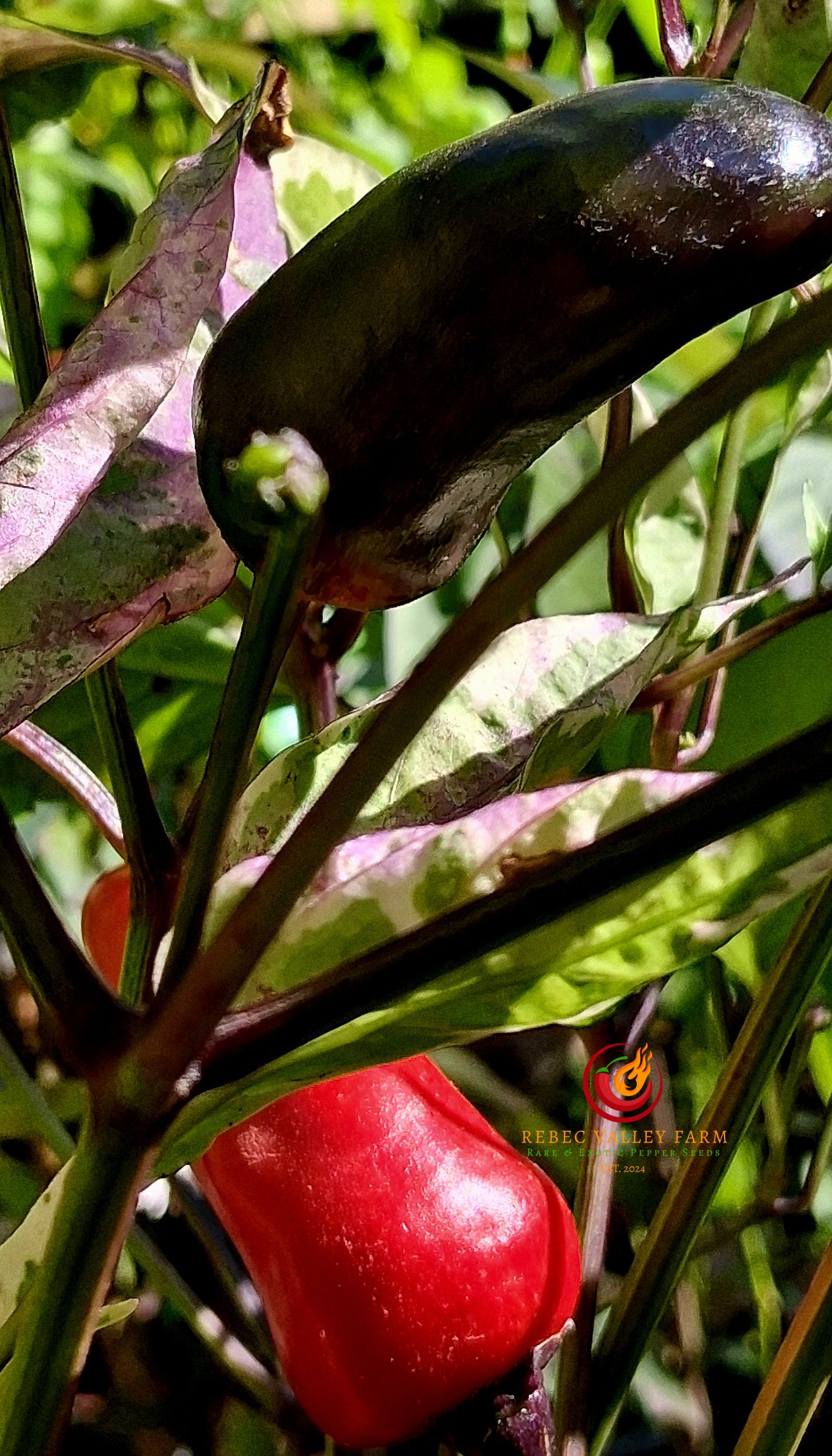 Tiger Jalapeno Pepper - Image 4