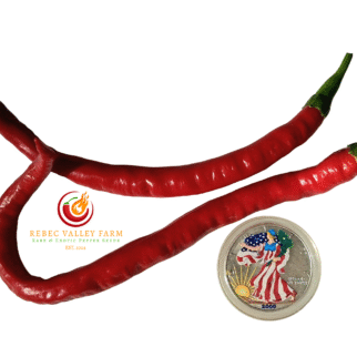 Cayenne Pepper, Joe's Long