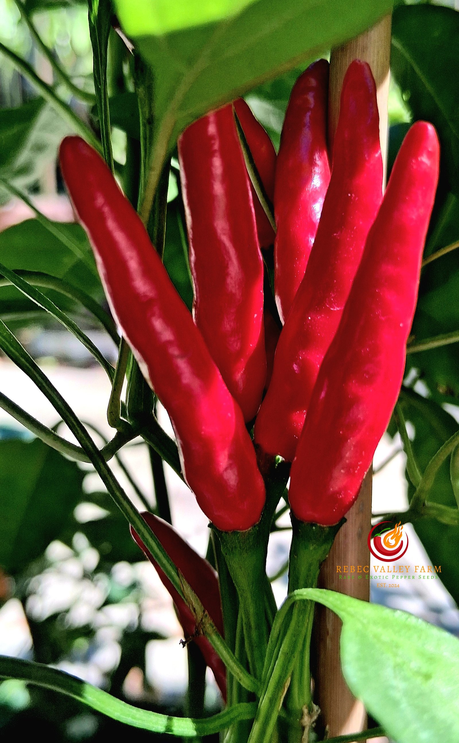 Facing Heaven Pepper - Image 4