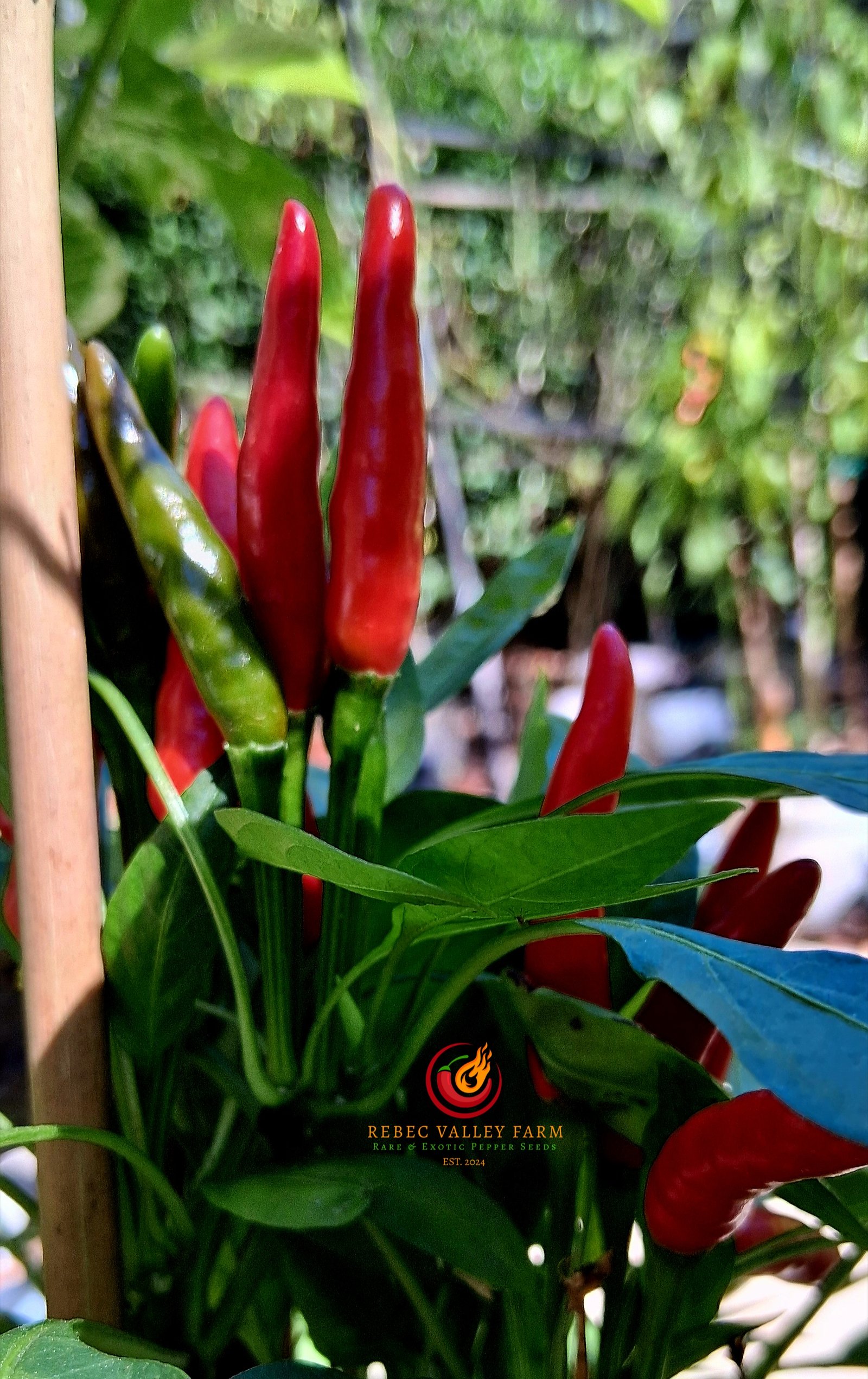 Facing Heaven Pepper - Image 3