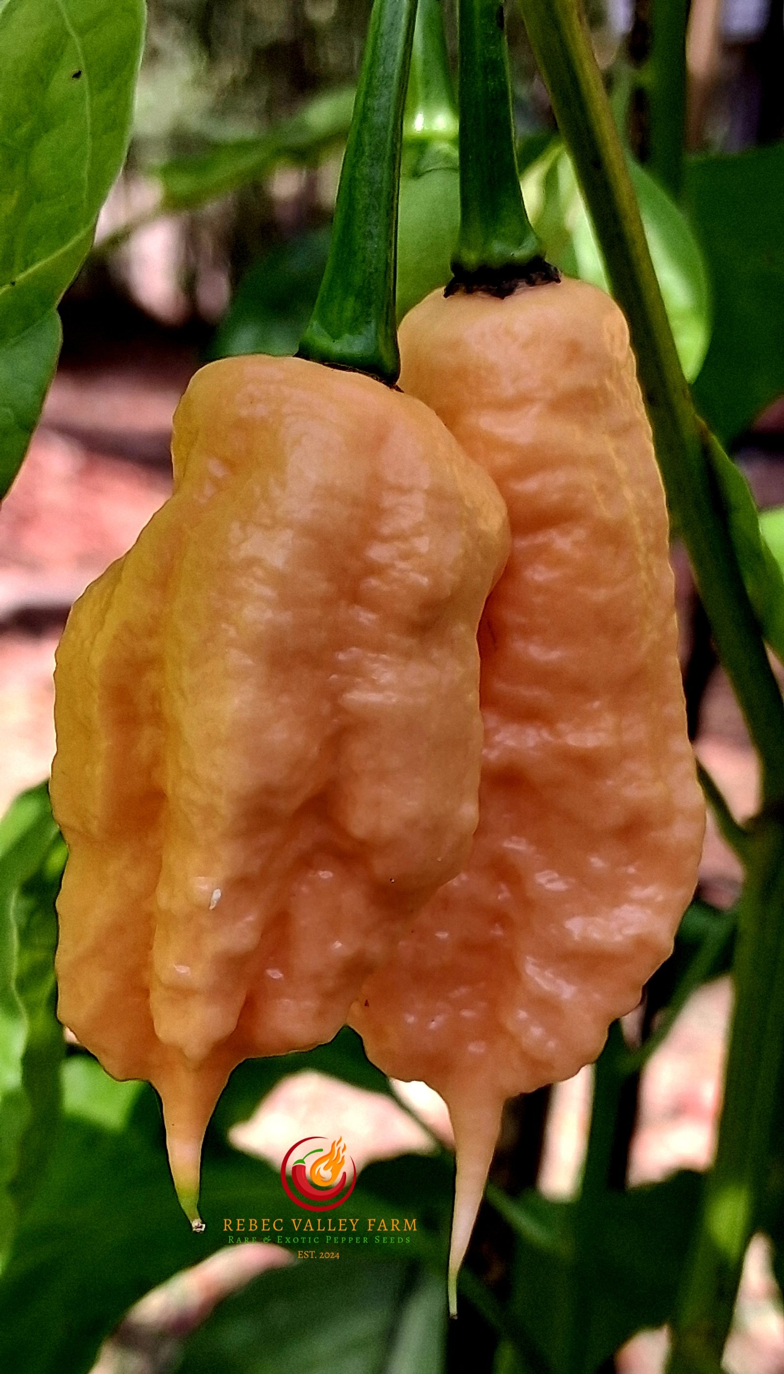 Jay's Peach Ghost Scorpion Pepper - Image 3
