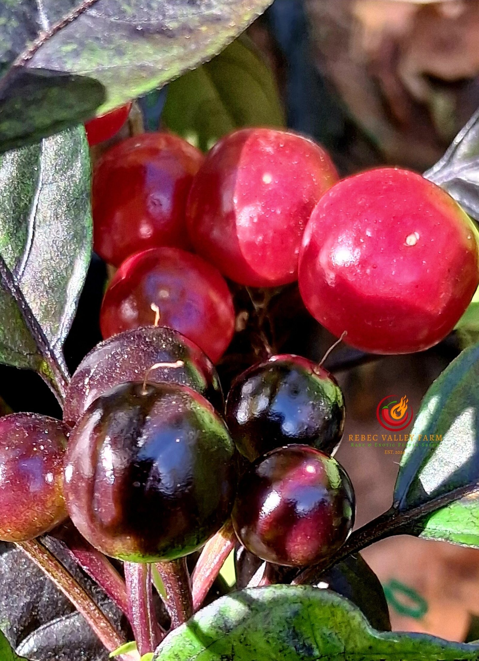 Black Pearl Pepper - Image 5