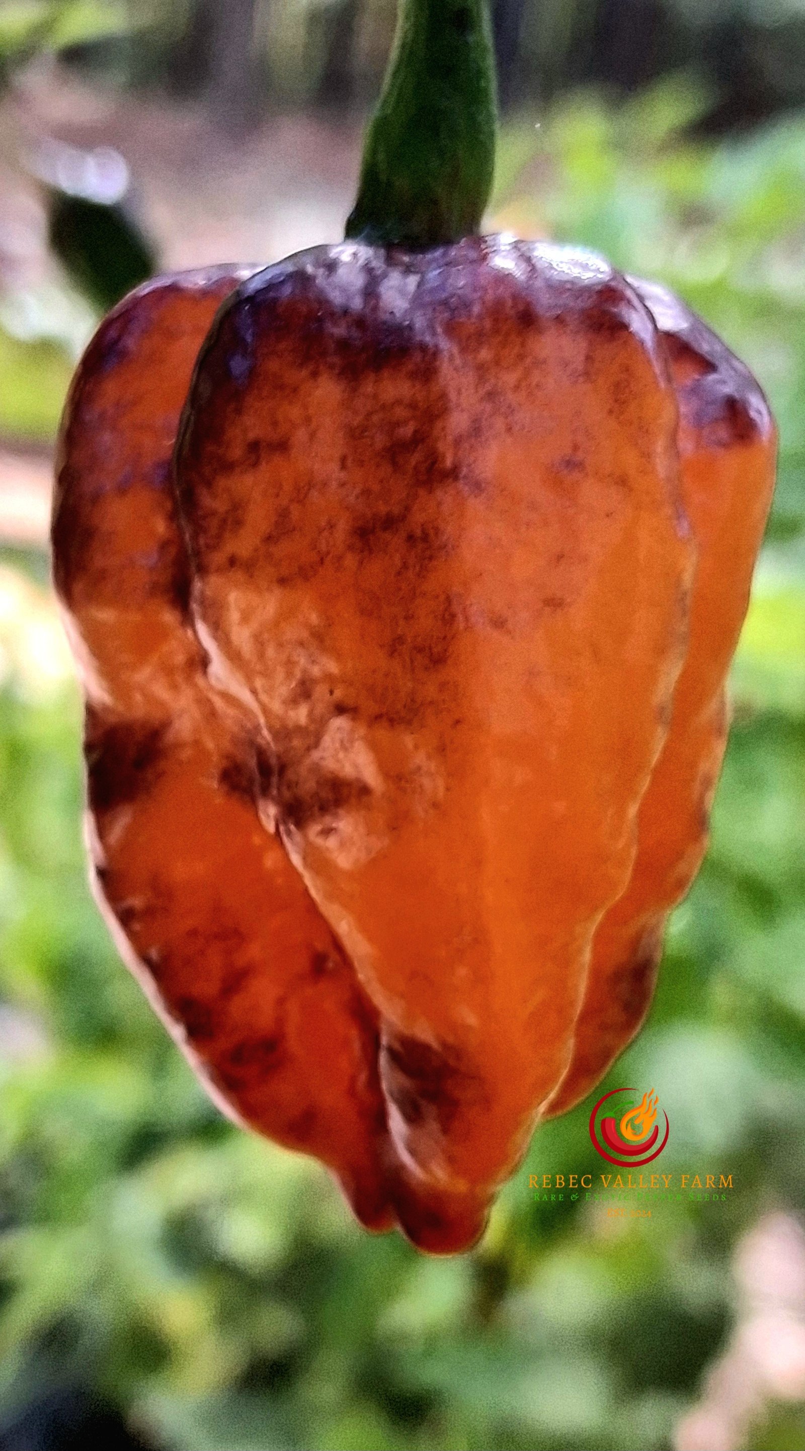 Pockmark Orange Pepper - Image 5