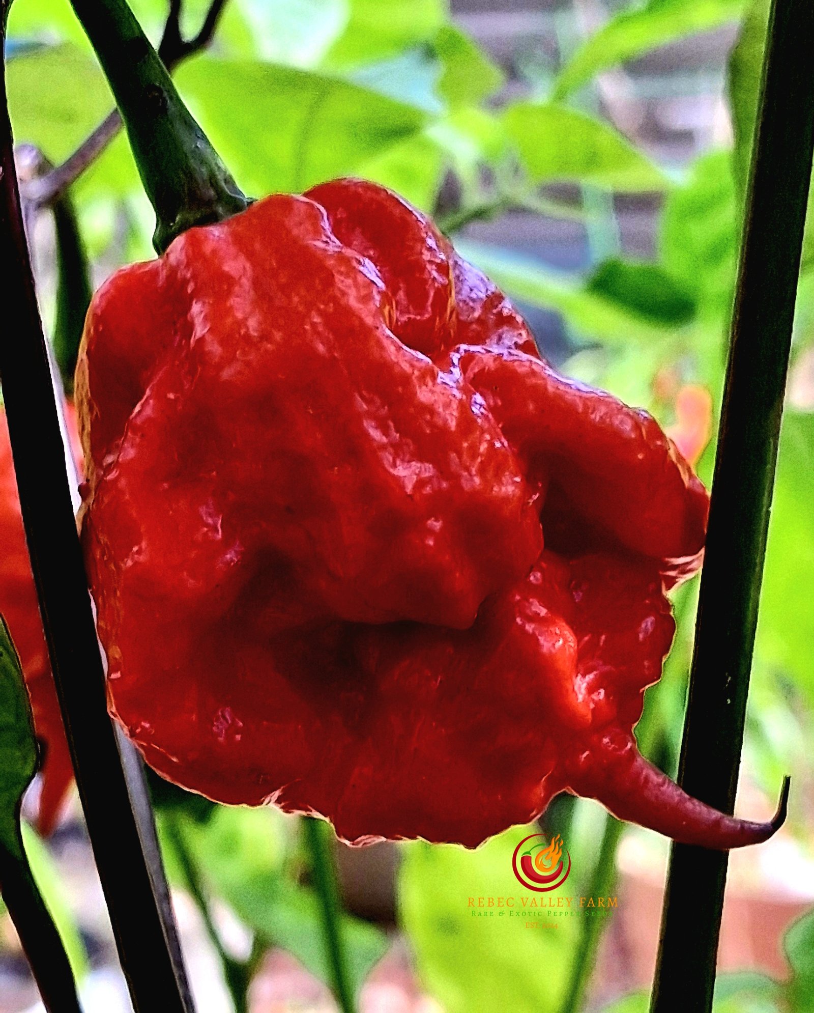 Purple Death Pepper - Image 8