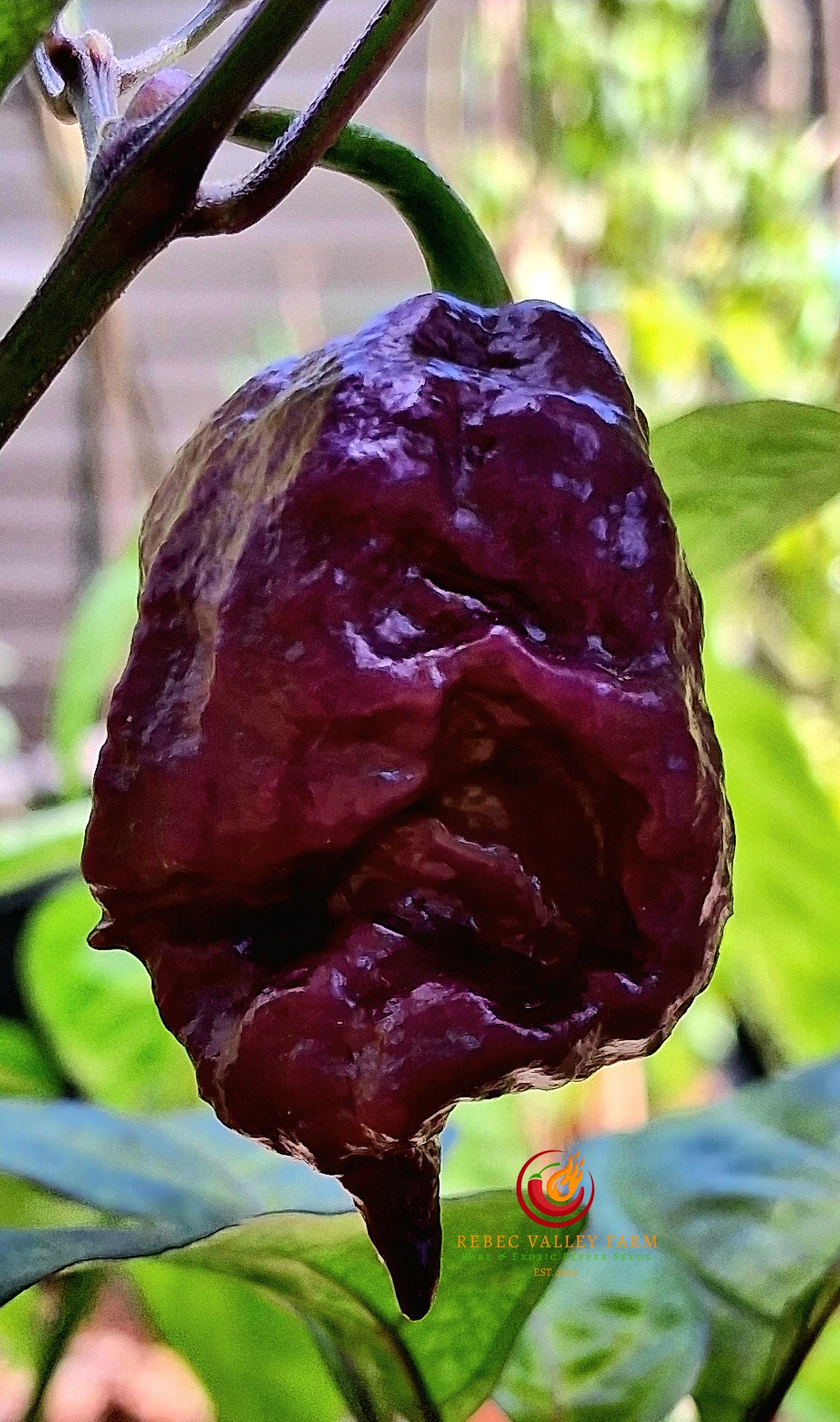 Purple Death Pepper - Image 7