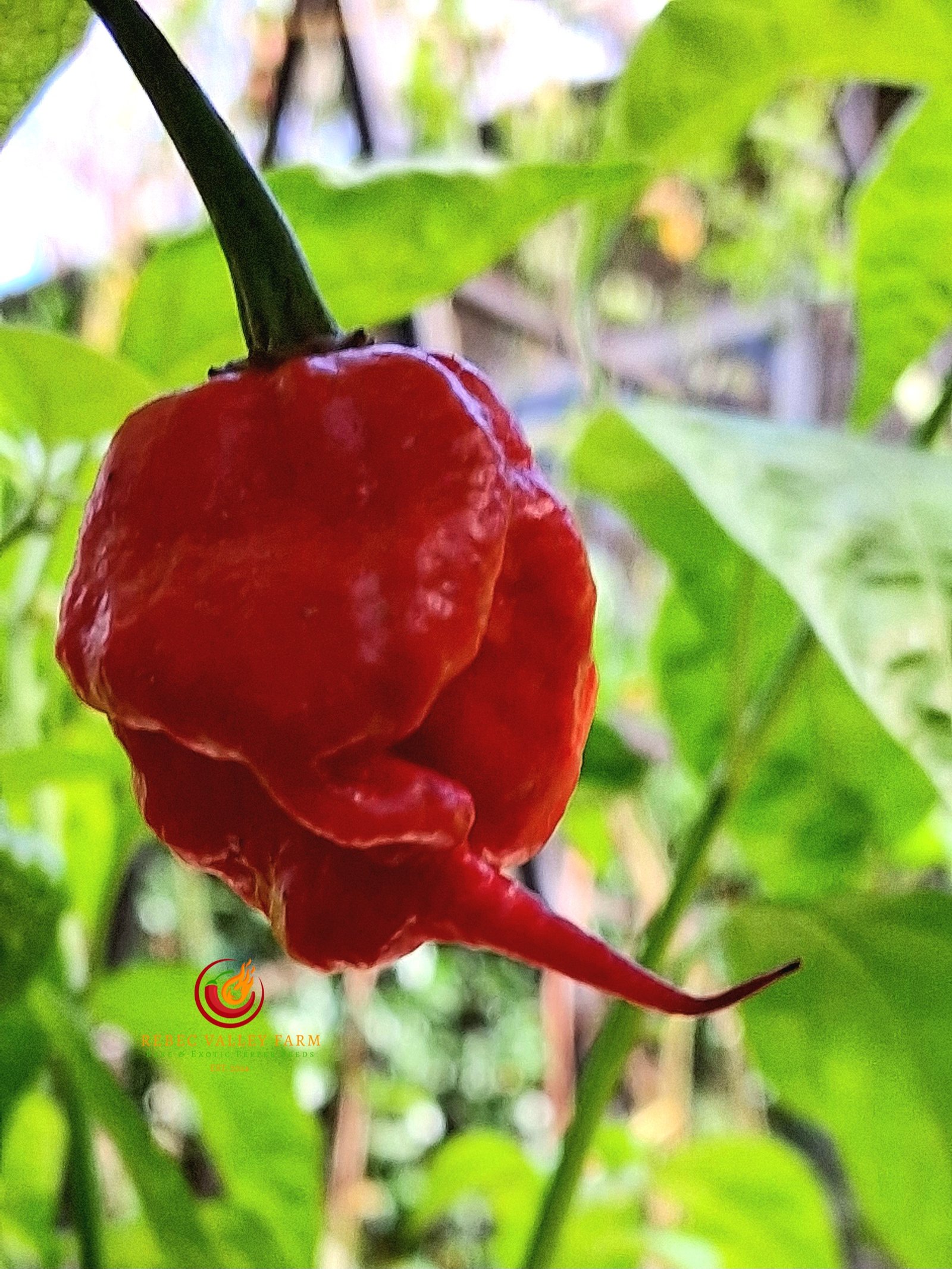 Purple Death Pepper - Image 6