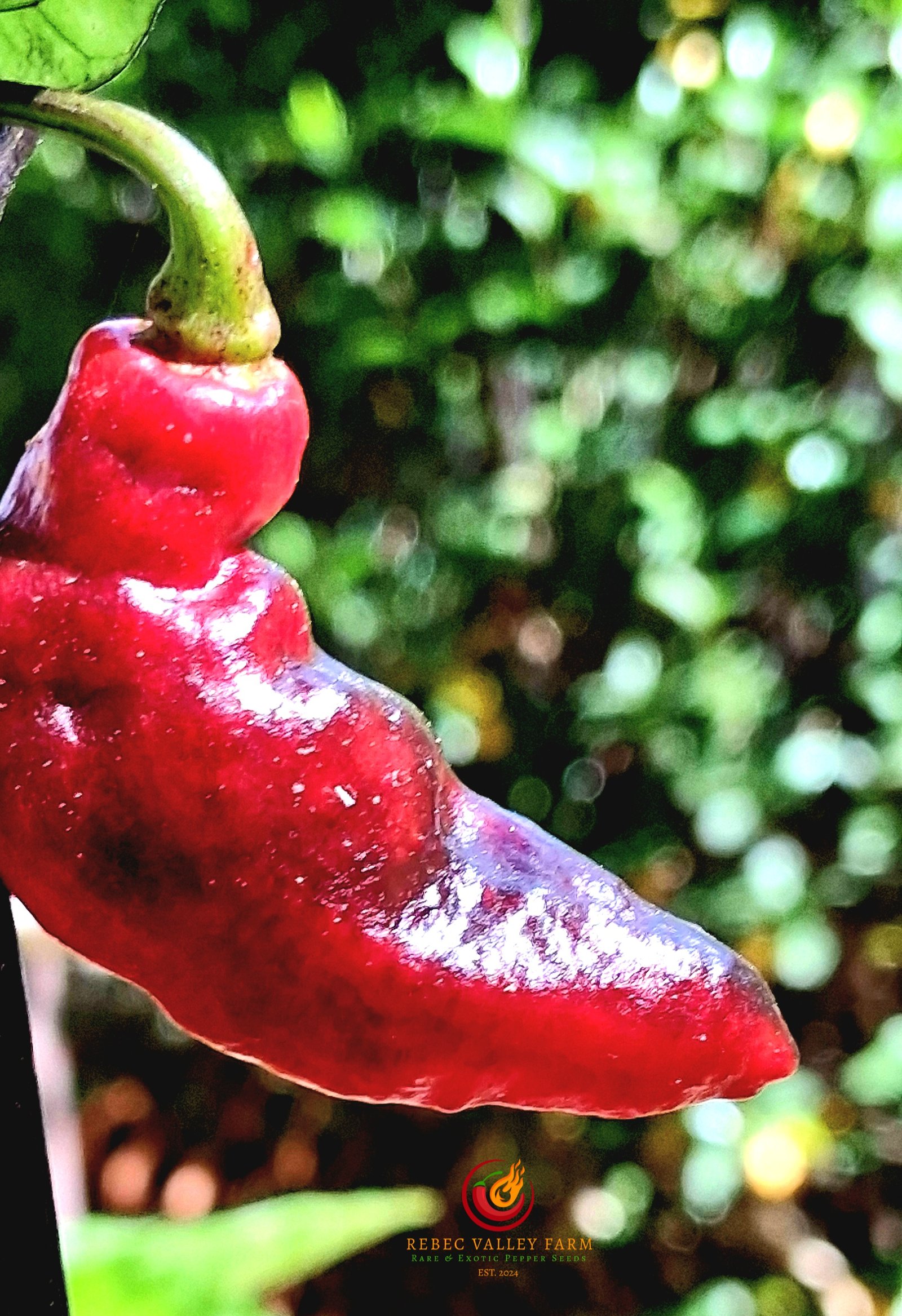 Piment Leopard Pepper - Image 6