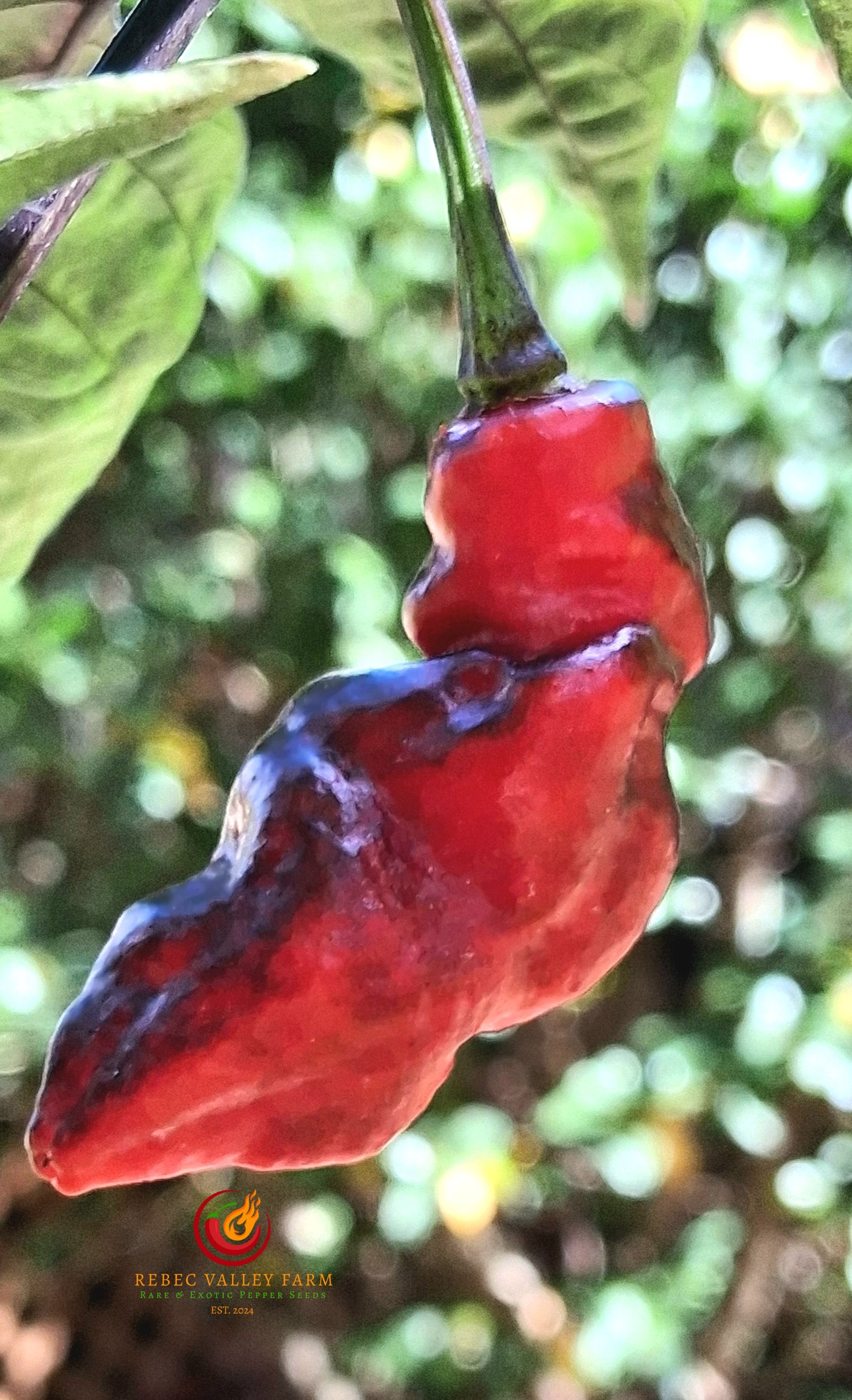 Piment Leopard Pepper - Image 5