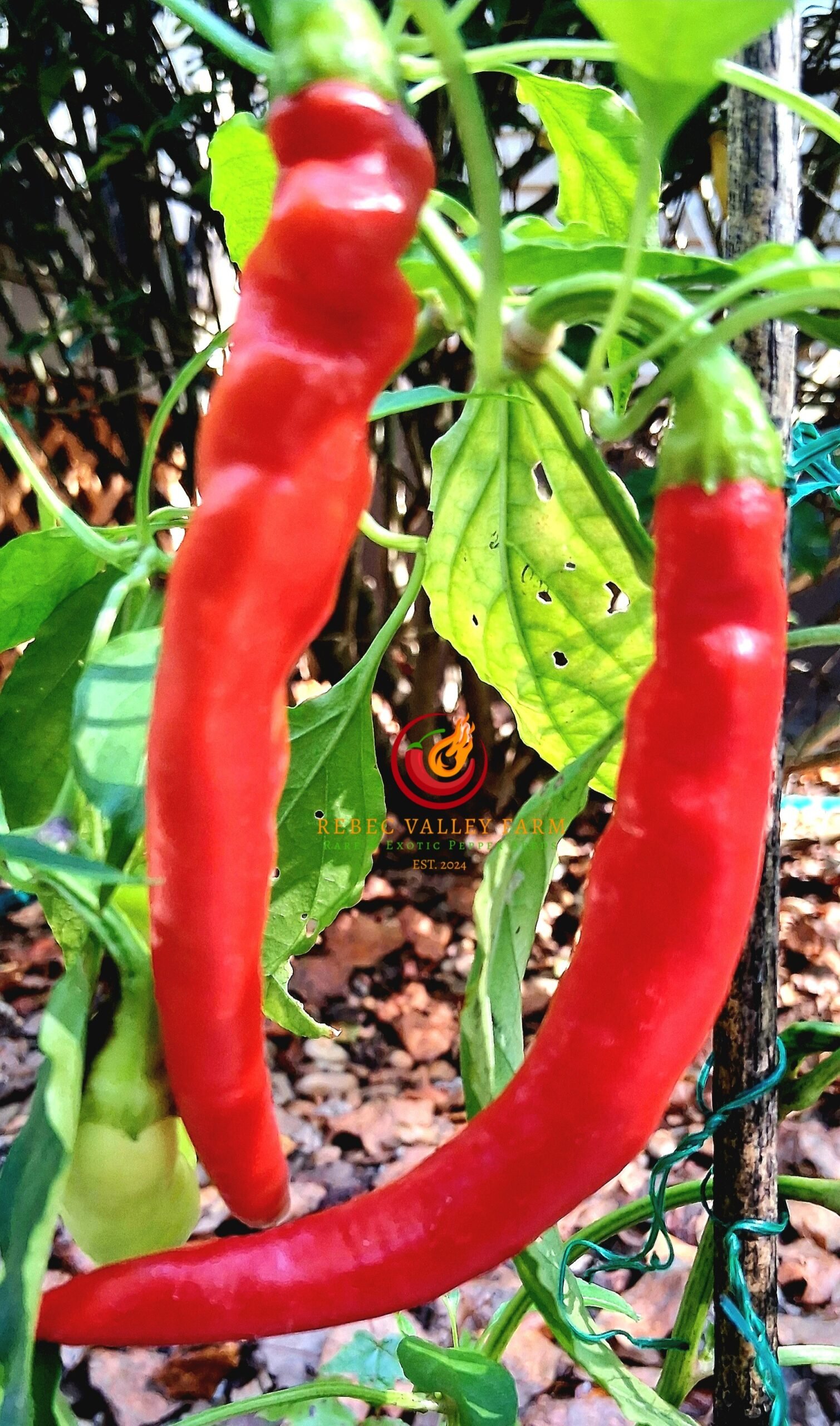 Aci Sivri Kil Pepper - Image 3