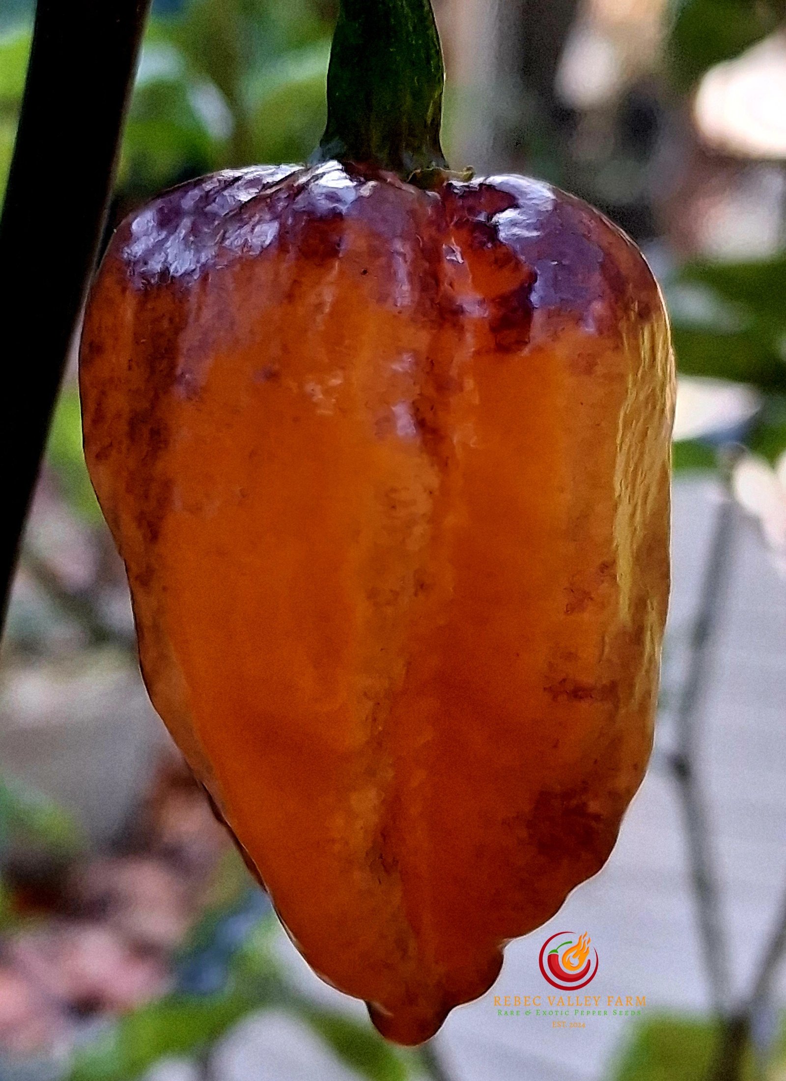 thumbnail image 2 of Orange Firecracker Hot Chili Pepper Seeds – 15 Fresh Seeds, Easy Grow, Heavy Producer 2 of 5